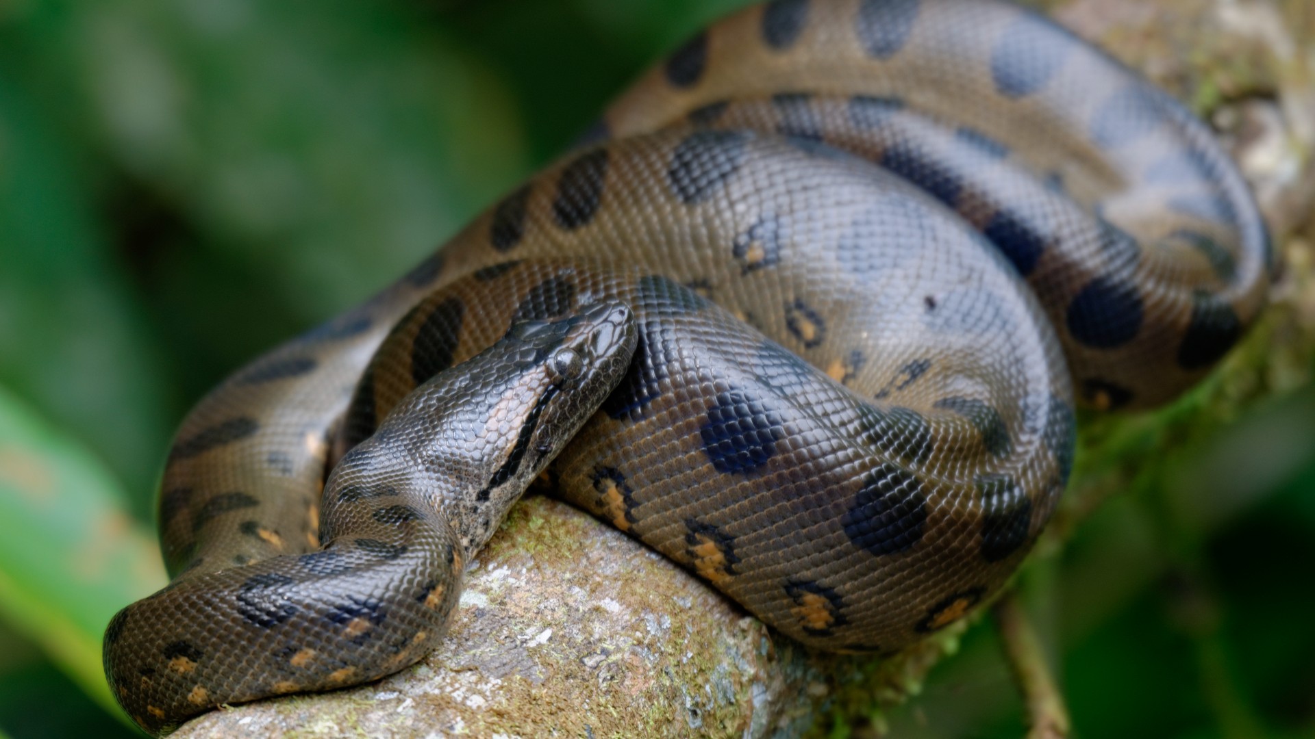 Anaconda: Habits, hunting and diet