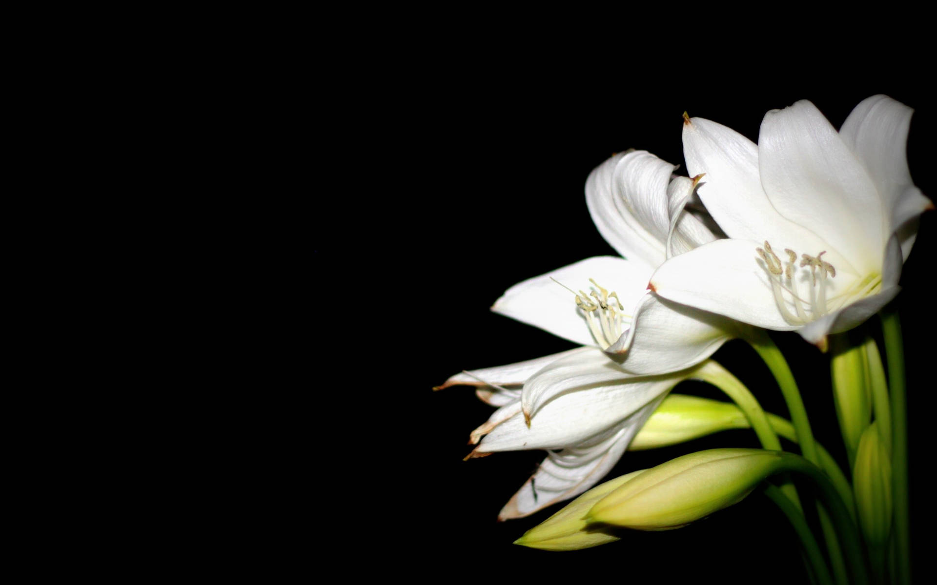 White Lily Picture