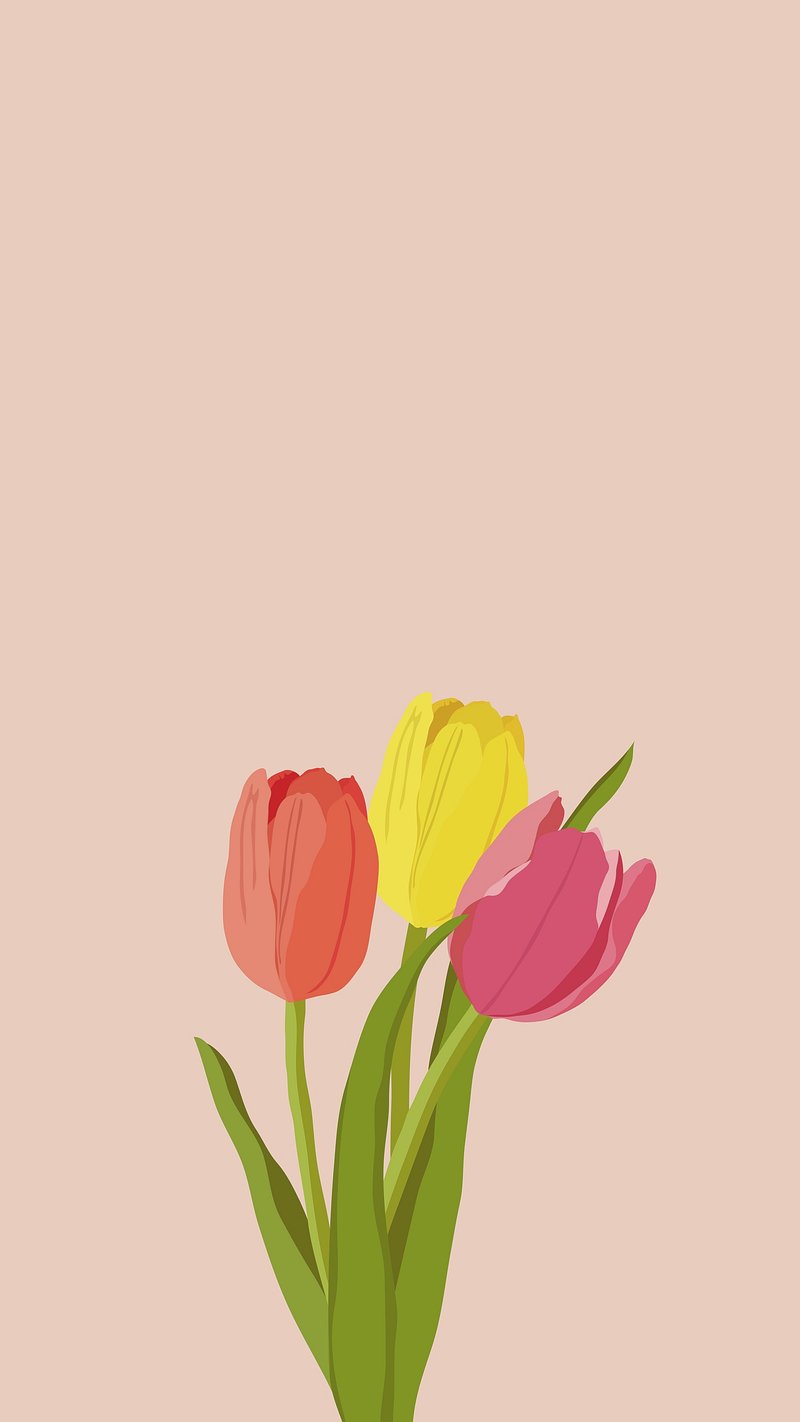 Colorful tulips phone wallpaper, pink. Premium Vector Illustration