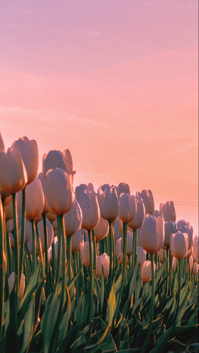 Tulip Aesthetic Wallpapers - Wallpaper Cave