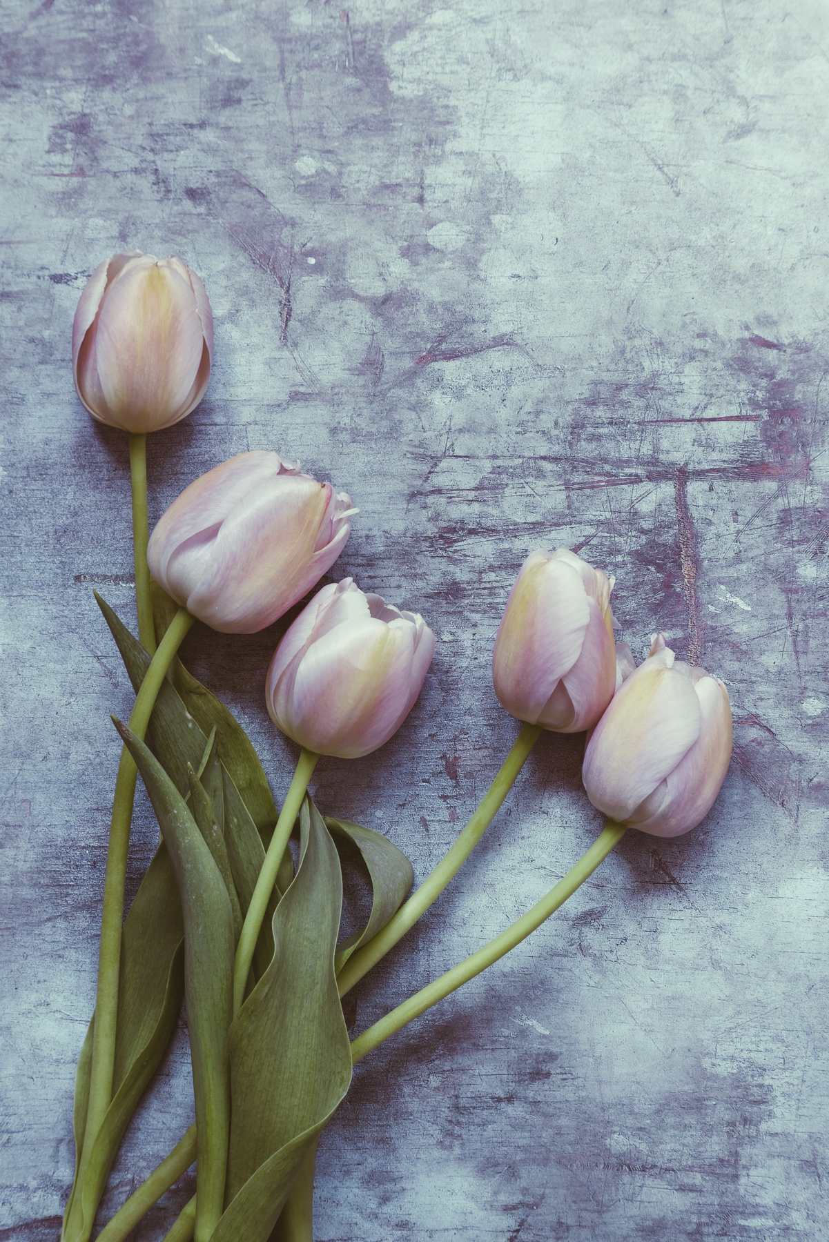 Delicate Tulips Wallpaper