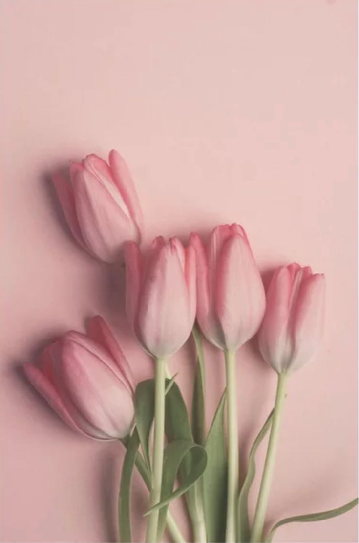 Pretty Pink Tulips Art Print by joystclaire. Society6 flower, Flower aesthetic, Flower phone wallpaper