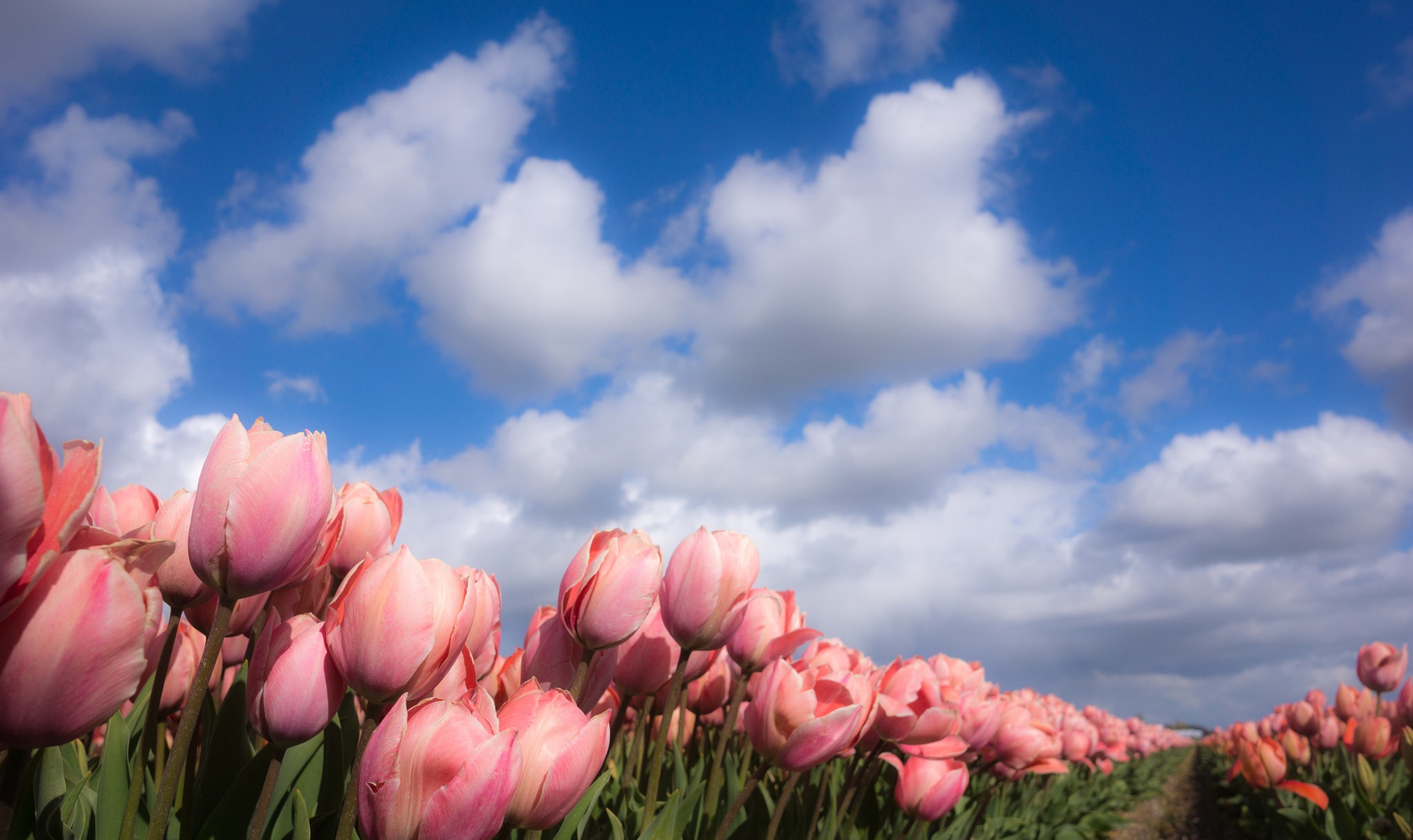 Nature Tulip HD Wallpaper