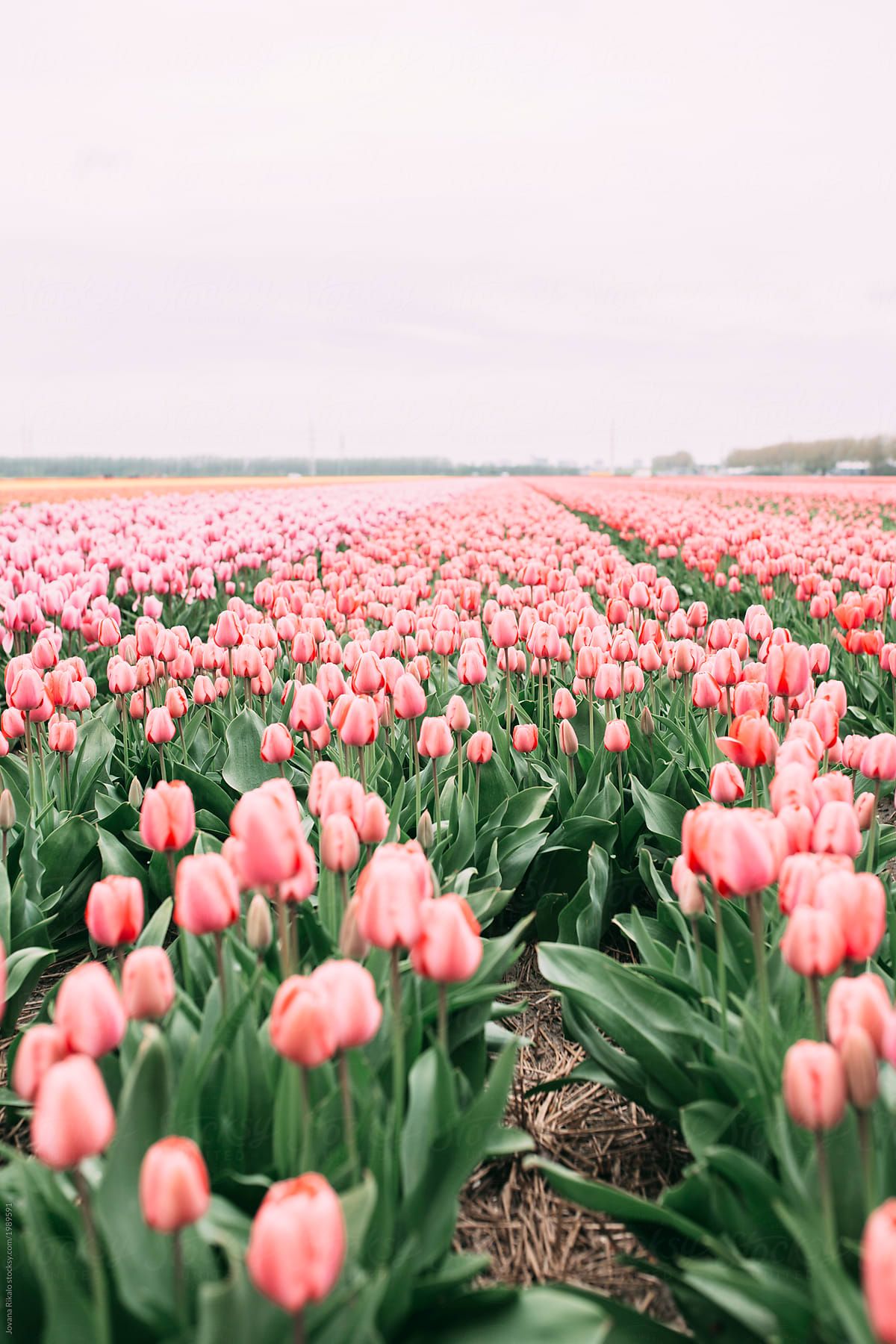 Pink Tulips. Flower aesthetic, Tulips flowers, Spring wallpaper