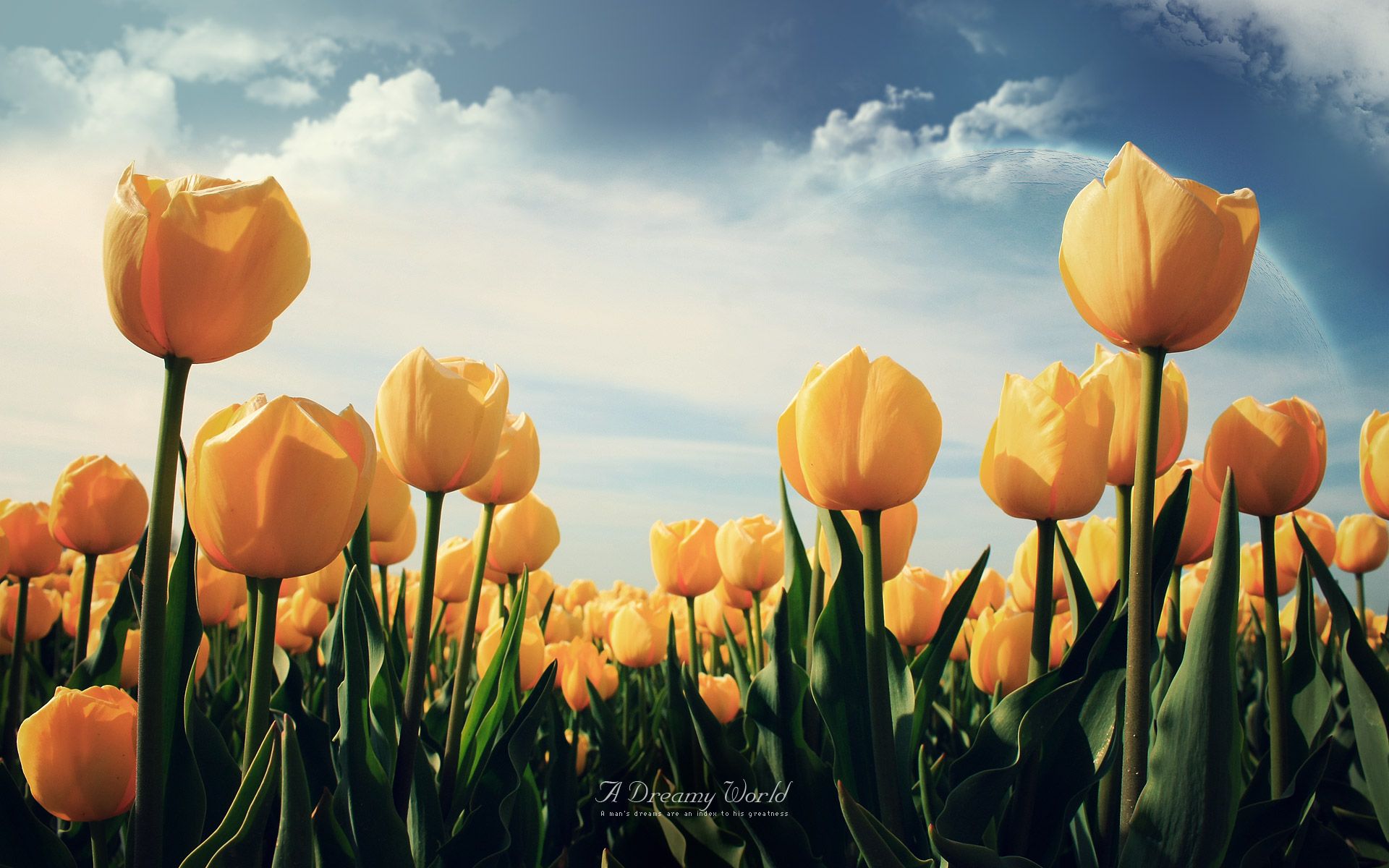 Tulip HD Wallpaper Free Download