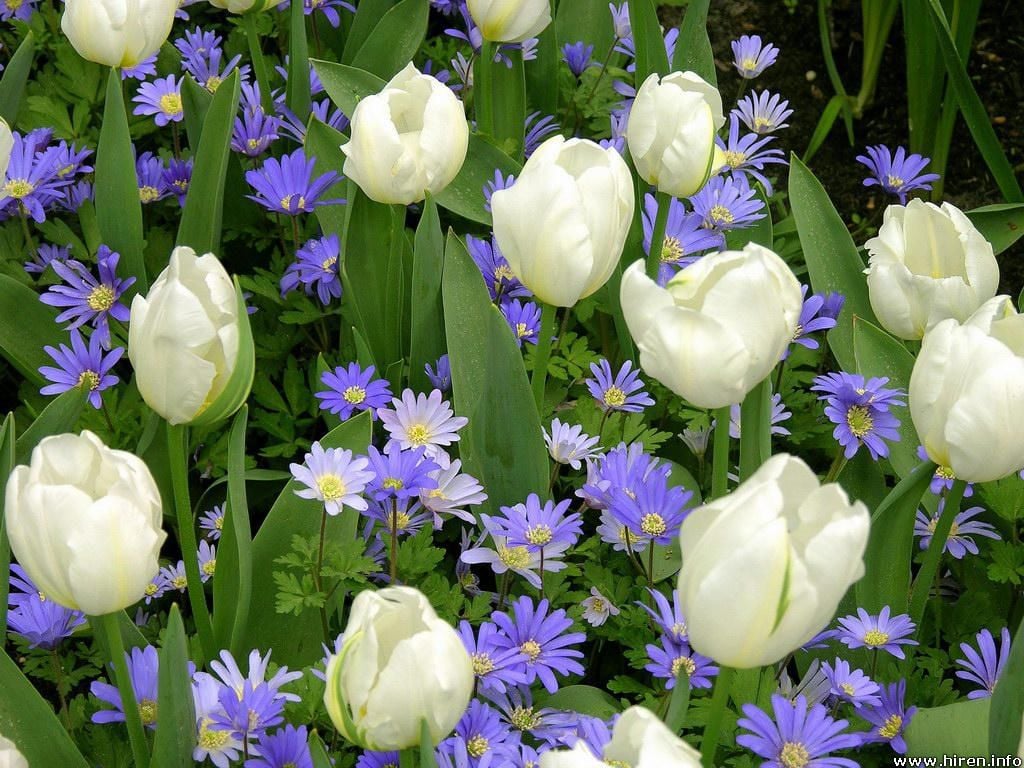 Free download tulips flowers wallpaper white tulips flowers wallpaper white tulips [1024x768] for your Desktop, Mobile & Tablet. Explore Tulip Flower Wallpaper. Pink Tulip Wallpaper, Red Tulip Wallpaper, Tulip Wallpaper