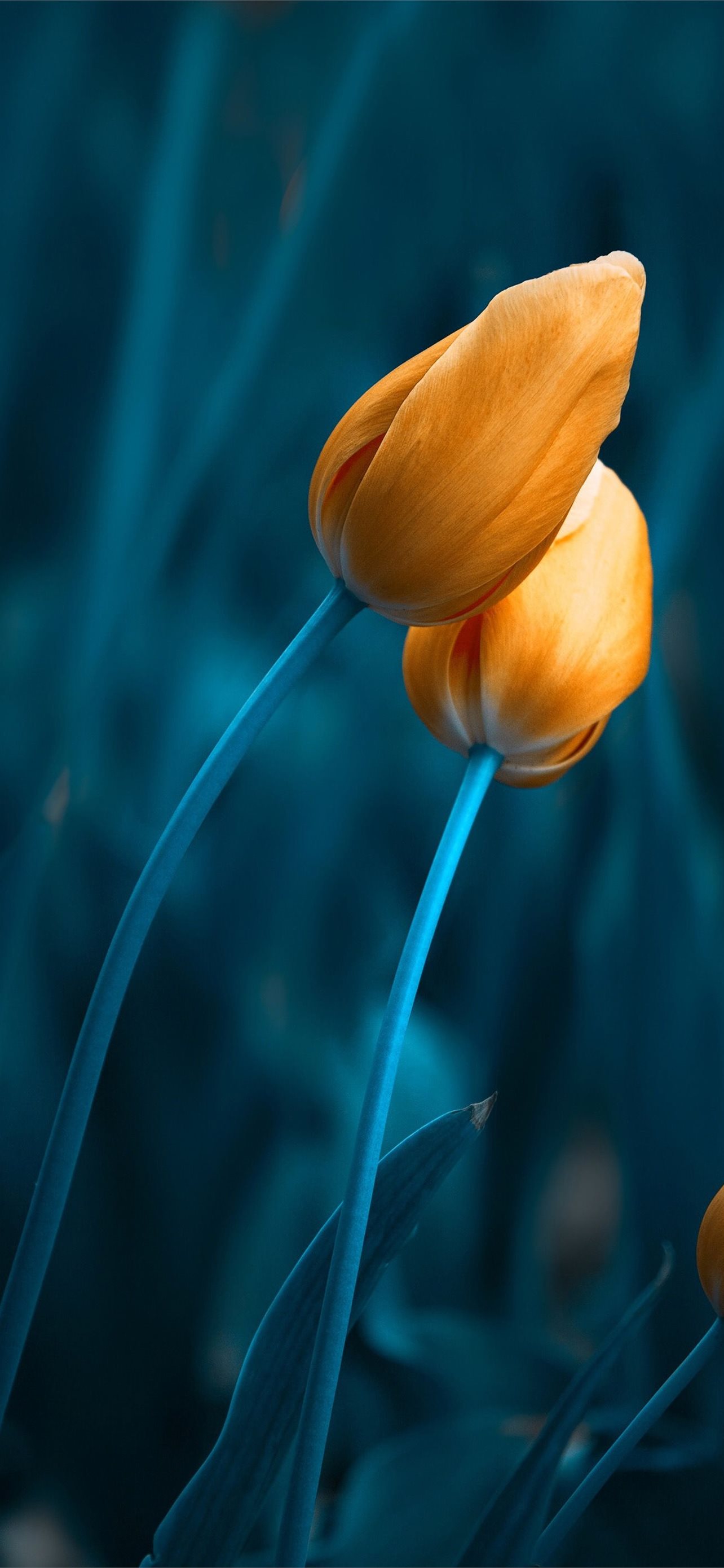 Latest Tulip iPhone HD Wallpaper