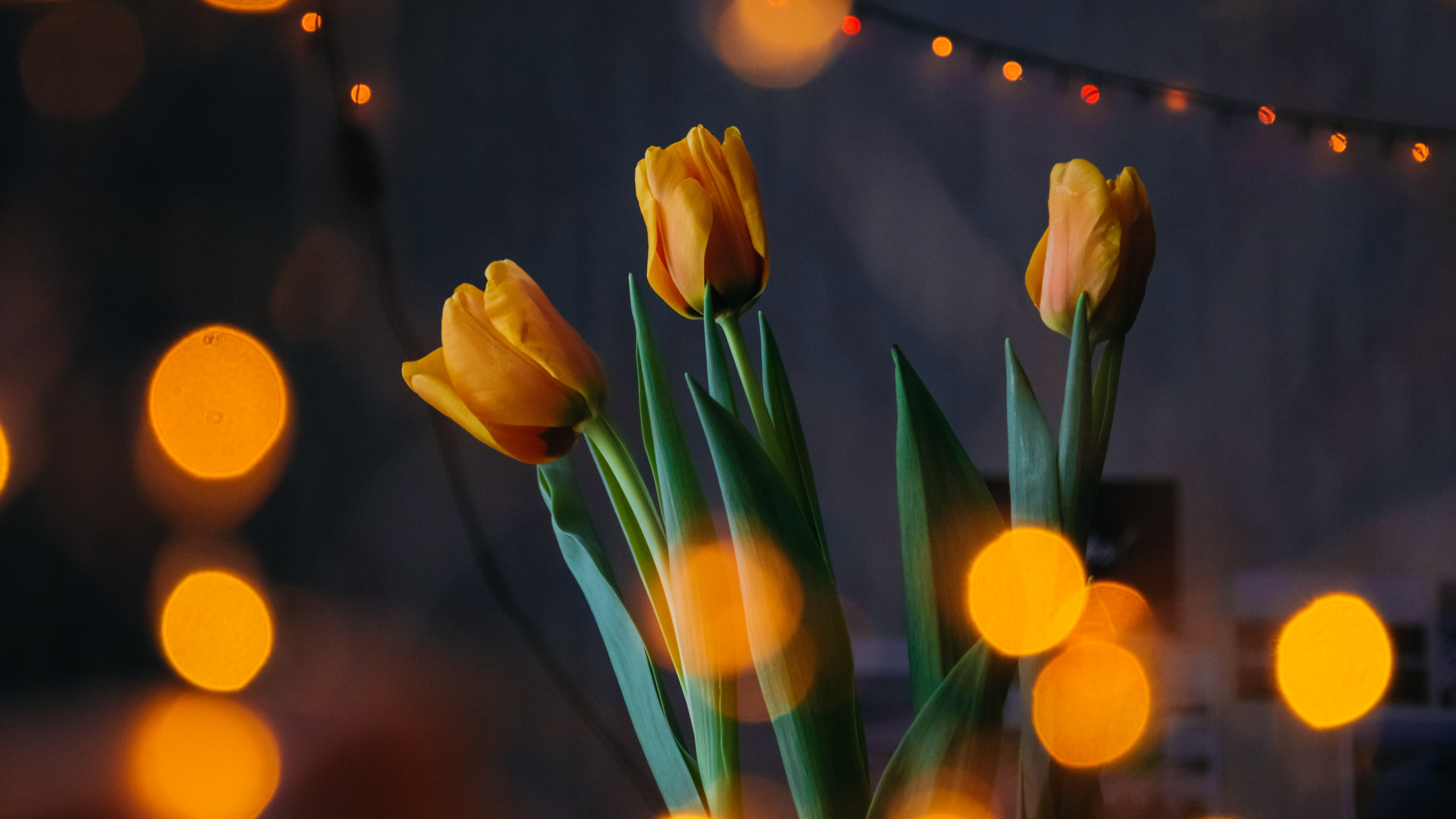 Yellow tulips Wallpaper 4K, Bokeh, Lights, Decoration
