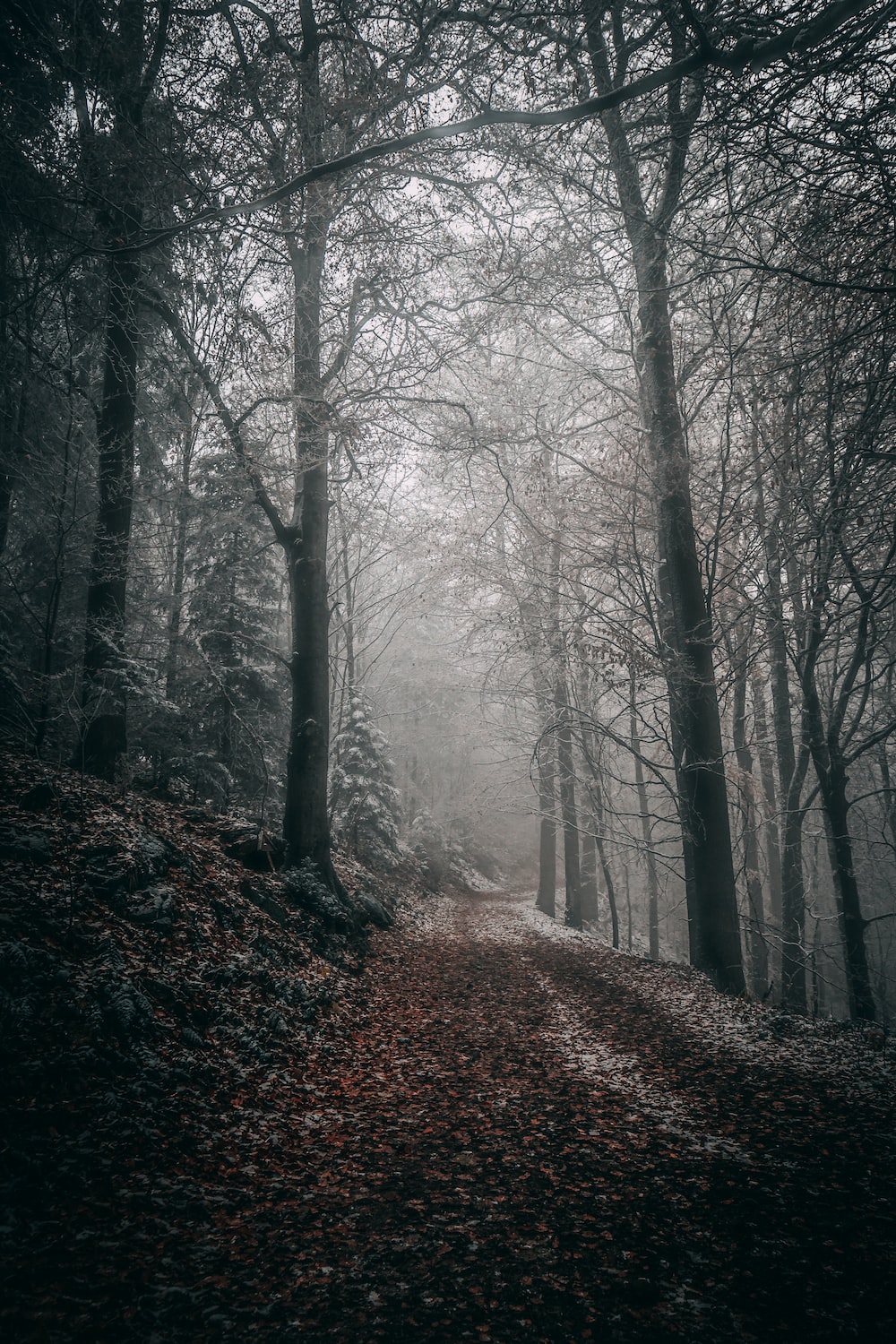 Grey Forest Picture. Download Free Image