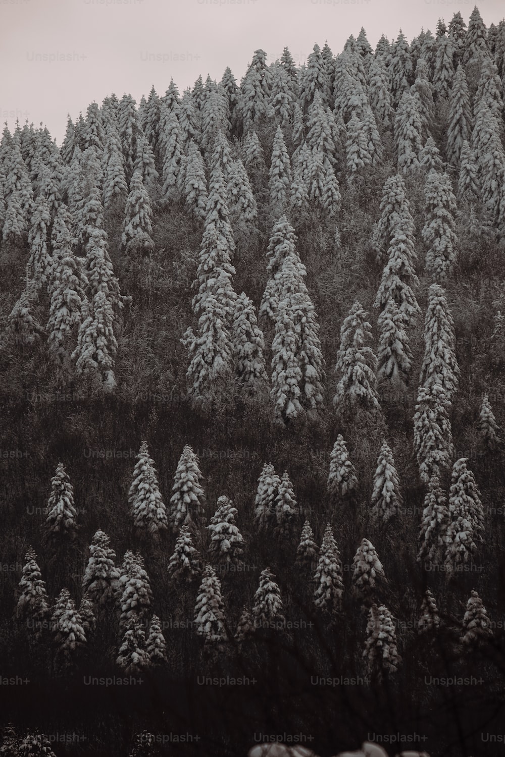 Grey Forest Picture. Download Free Image