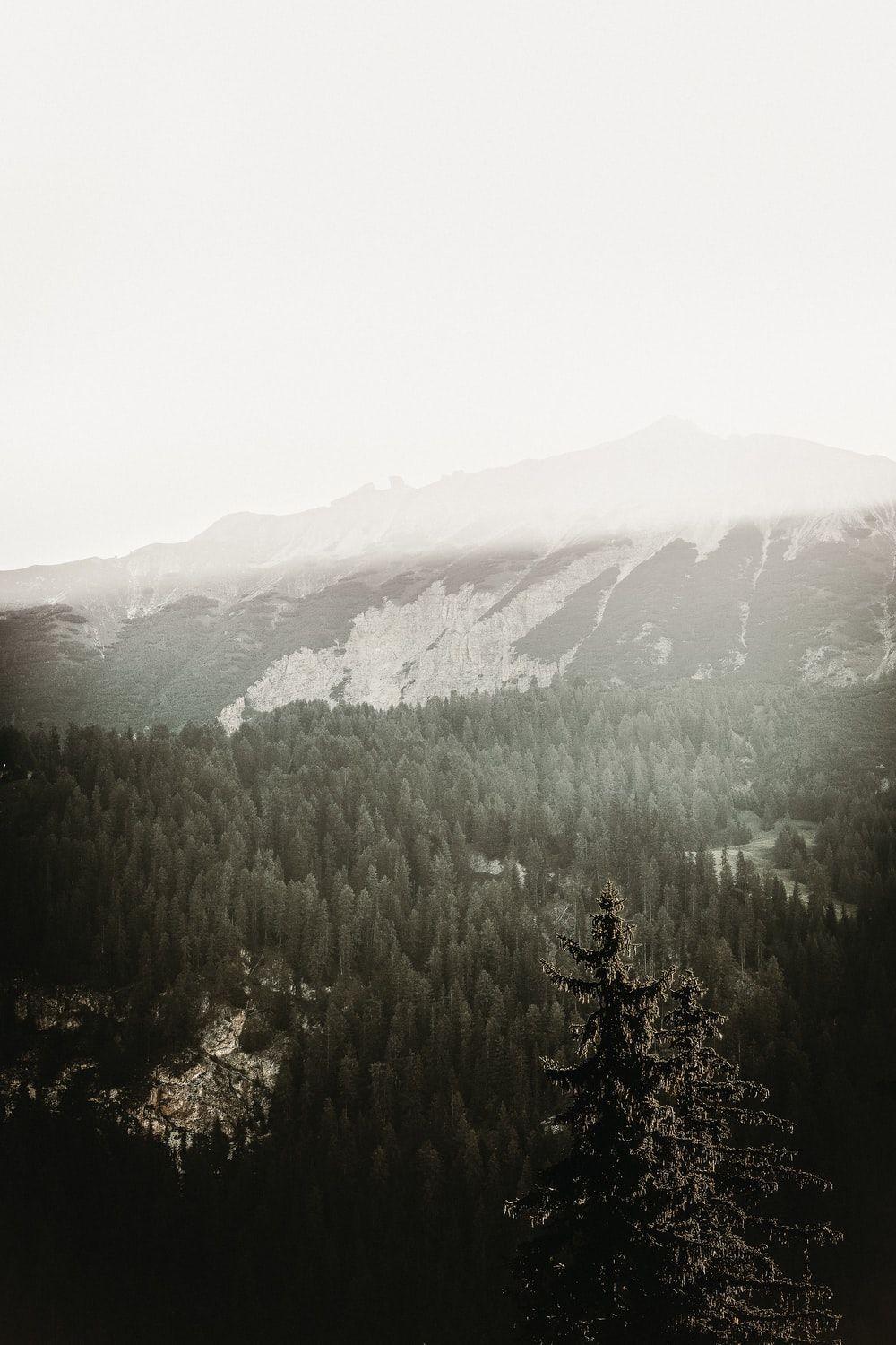 Grey Forest Wallpaper