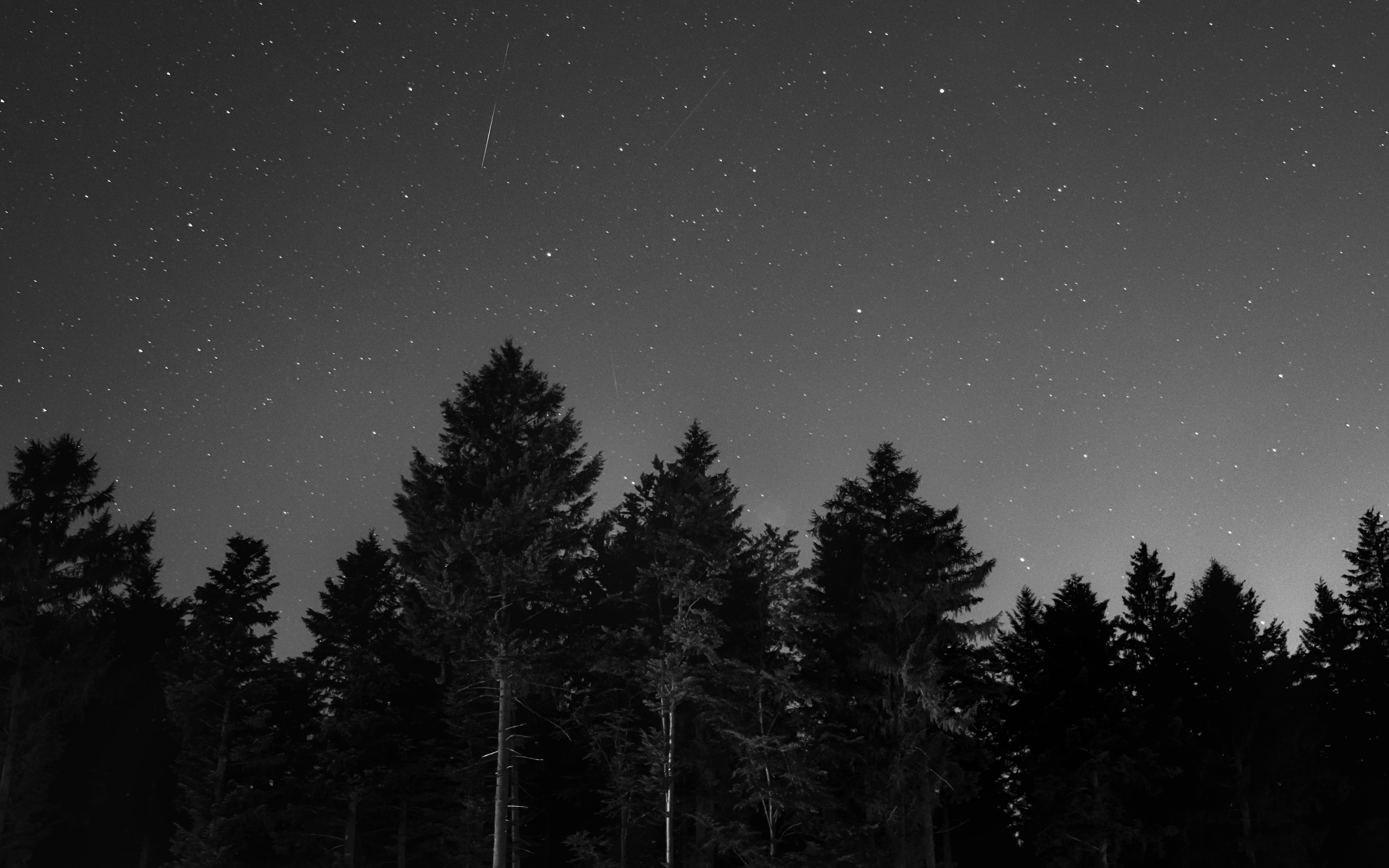 5374x3359 fir, night, black and white, sky, pine, grey, forest, dark, night sky, wood, starscape, tree, monochrome, nature, Public domain image, germany, black forest, falling star, star Gallery HD Wallpaper