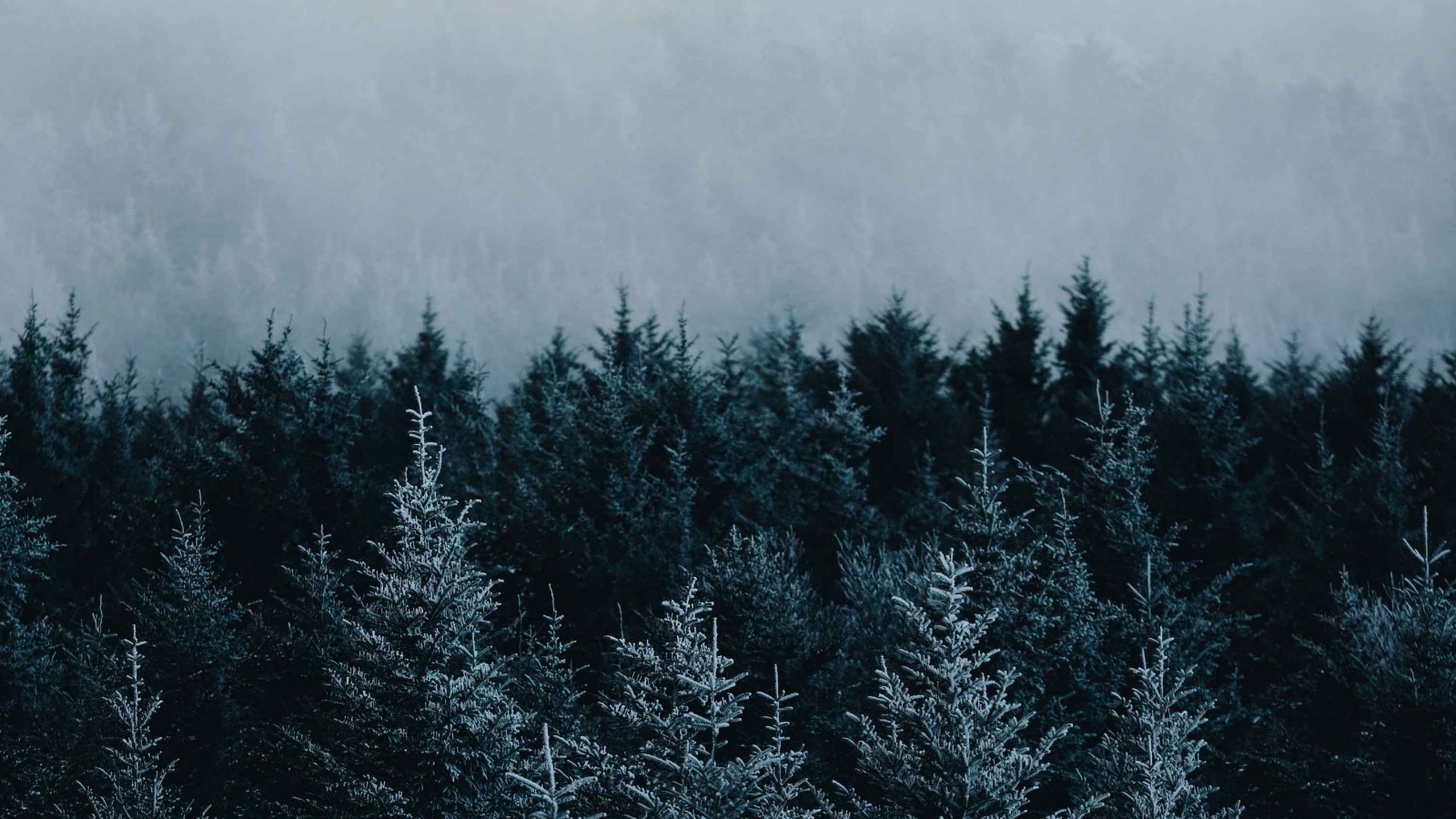 Download wallpaper 2560x1440 spruce, trees, fog, forest widescreen 16:9 HD background