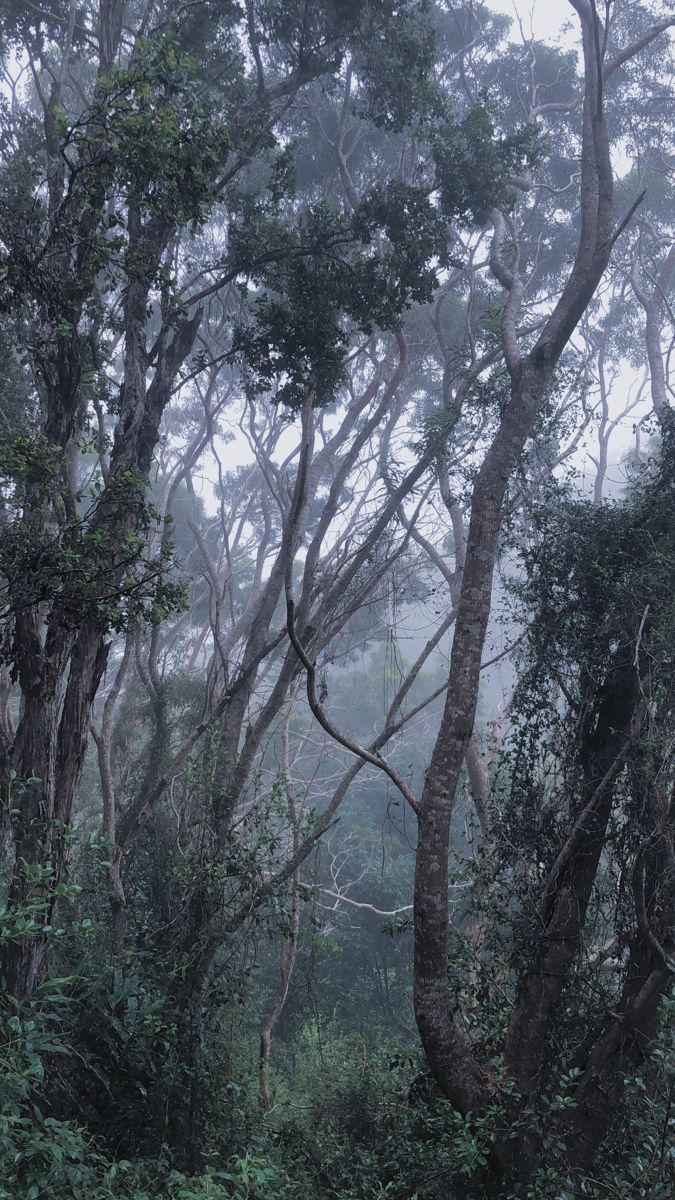 forest wallpaper. Blue grey wallpaper, Blue eyes aesthetic, Blue aesthetic dark