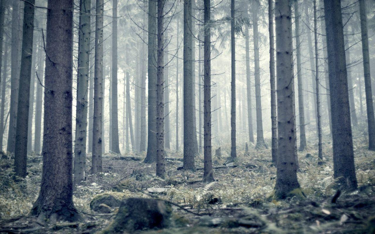 Gray Forest Wallpaper