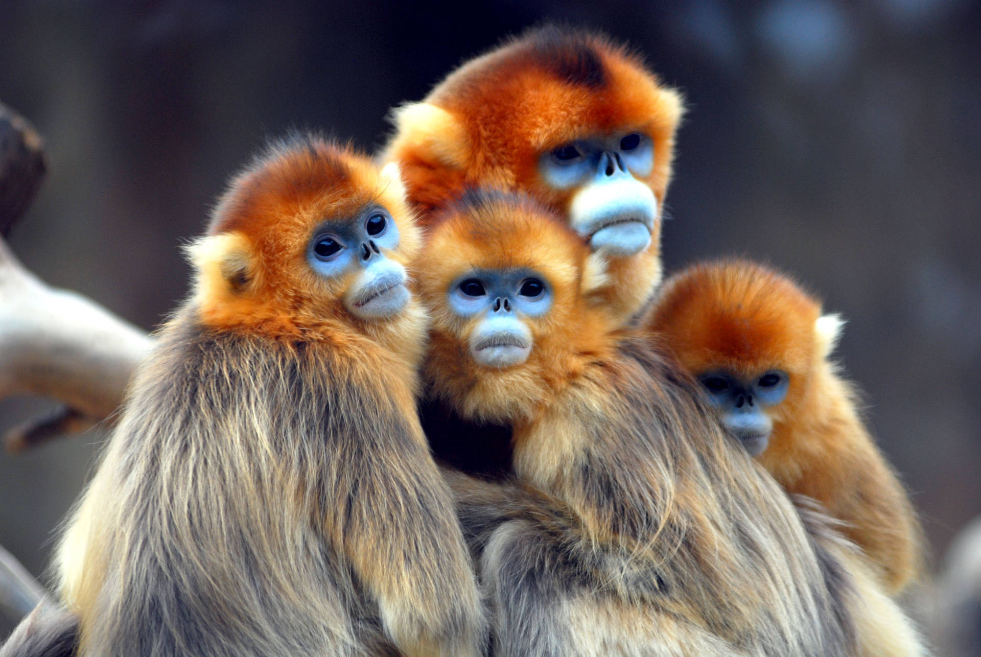 Download Golden Snub Nosed Monkeys Wallpaper