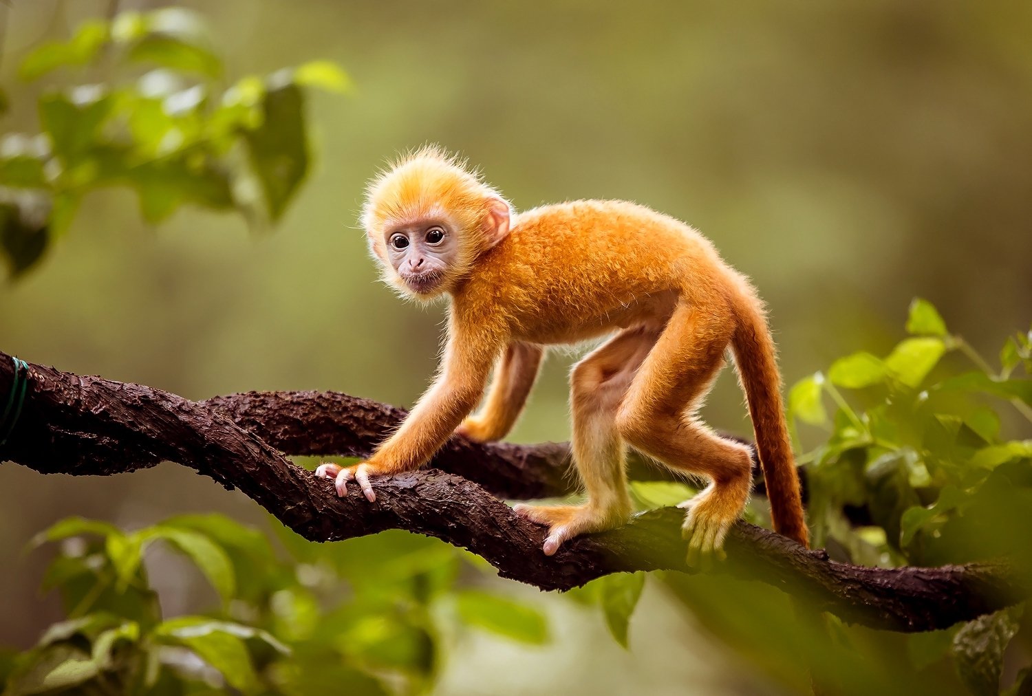 Animal Golden Snub Nosed Monkey Wallpaper