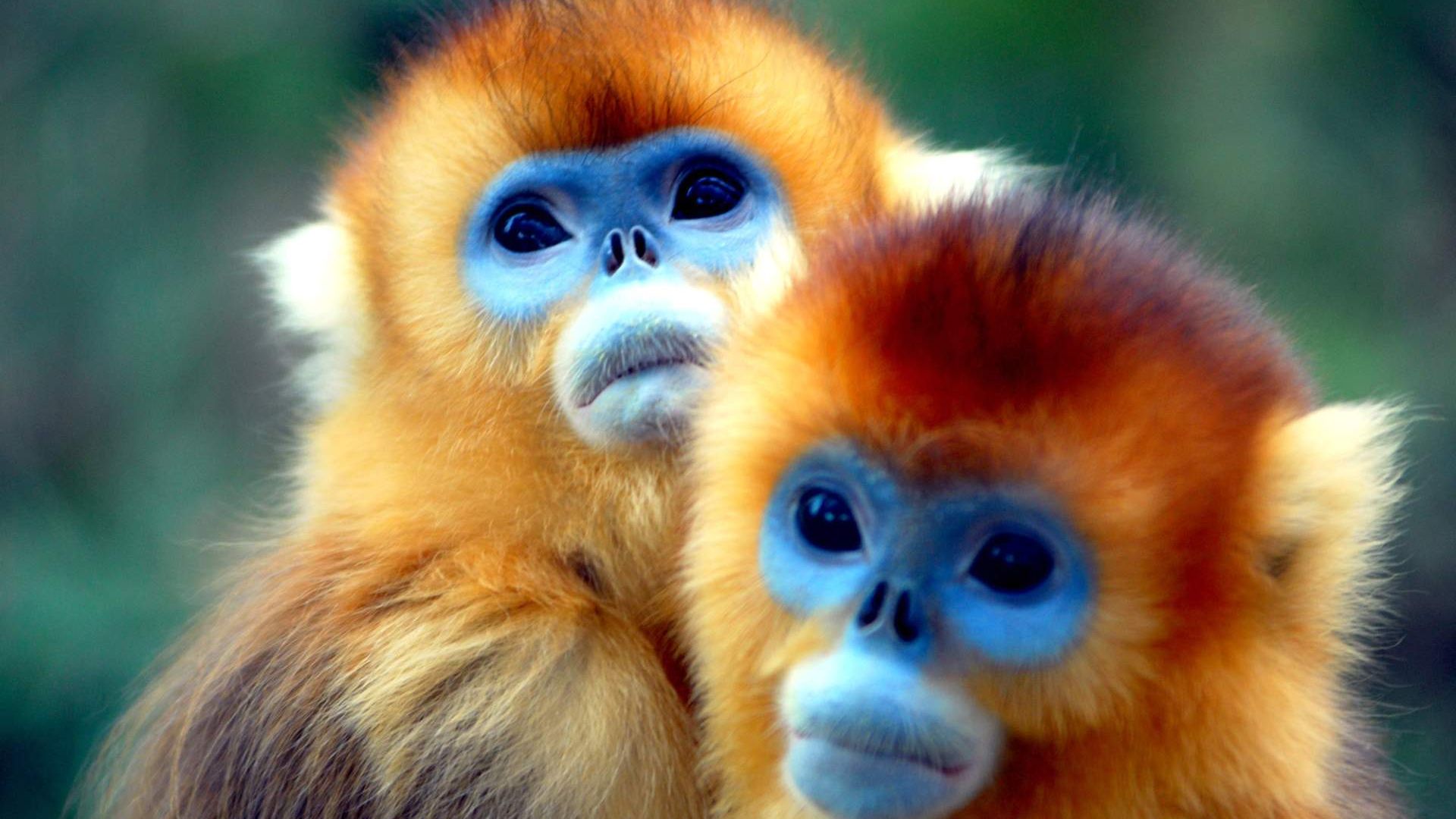Desktop Wallpaper Golden Snub Nosed Monkey, HD Image, Picture, Background, Yqiq1z