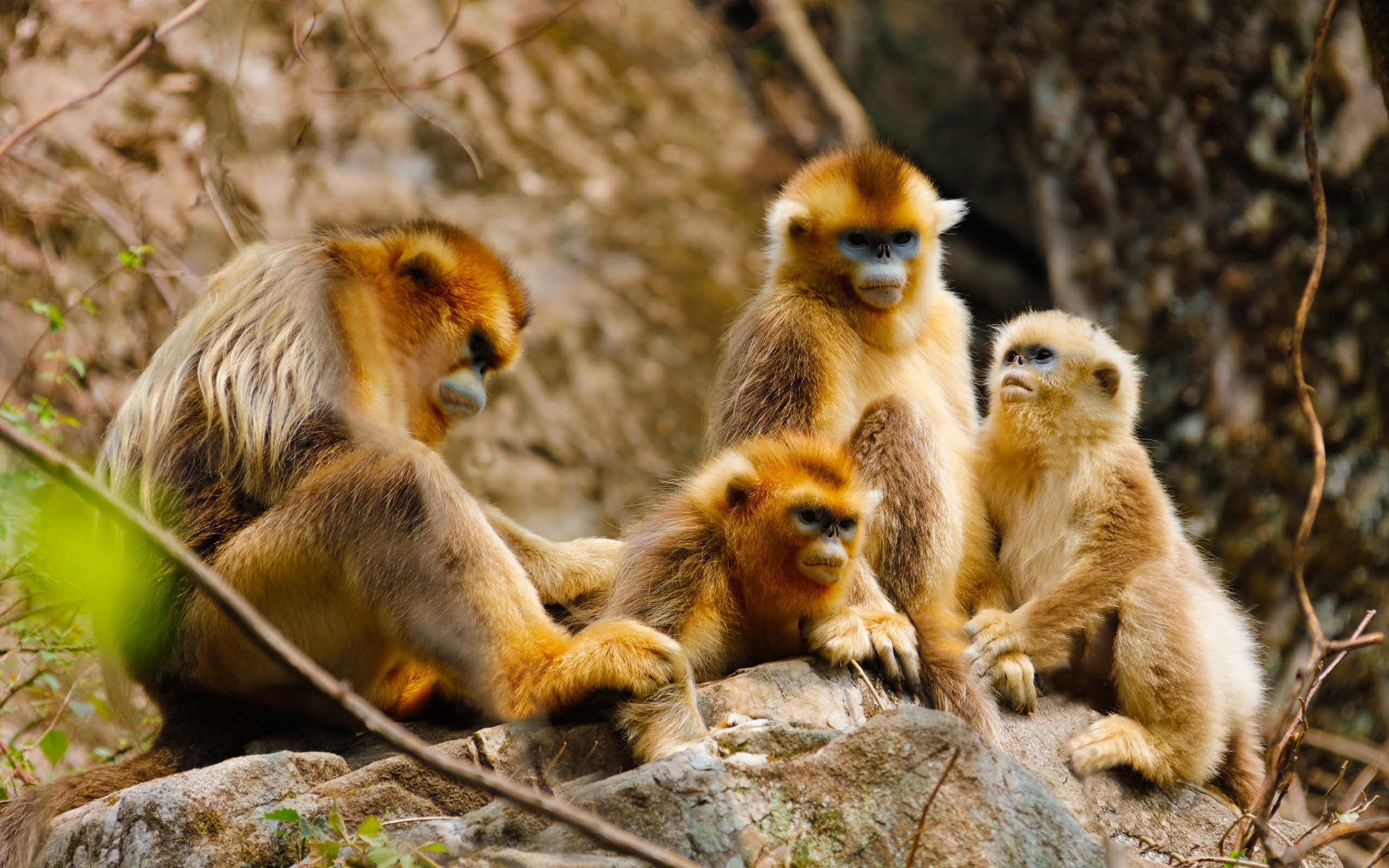 Wallpaper Golden monkey family, forest 2560x1600 HD Picture, Image