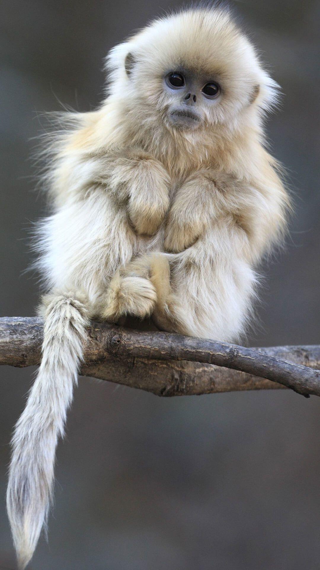 Monkey iPhone Wallpaper