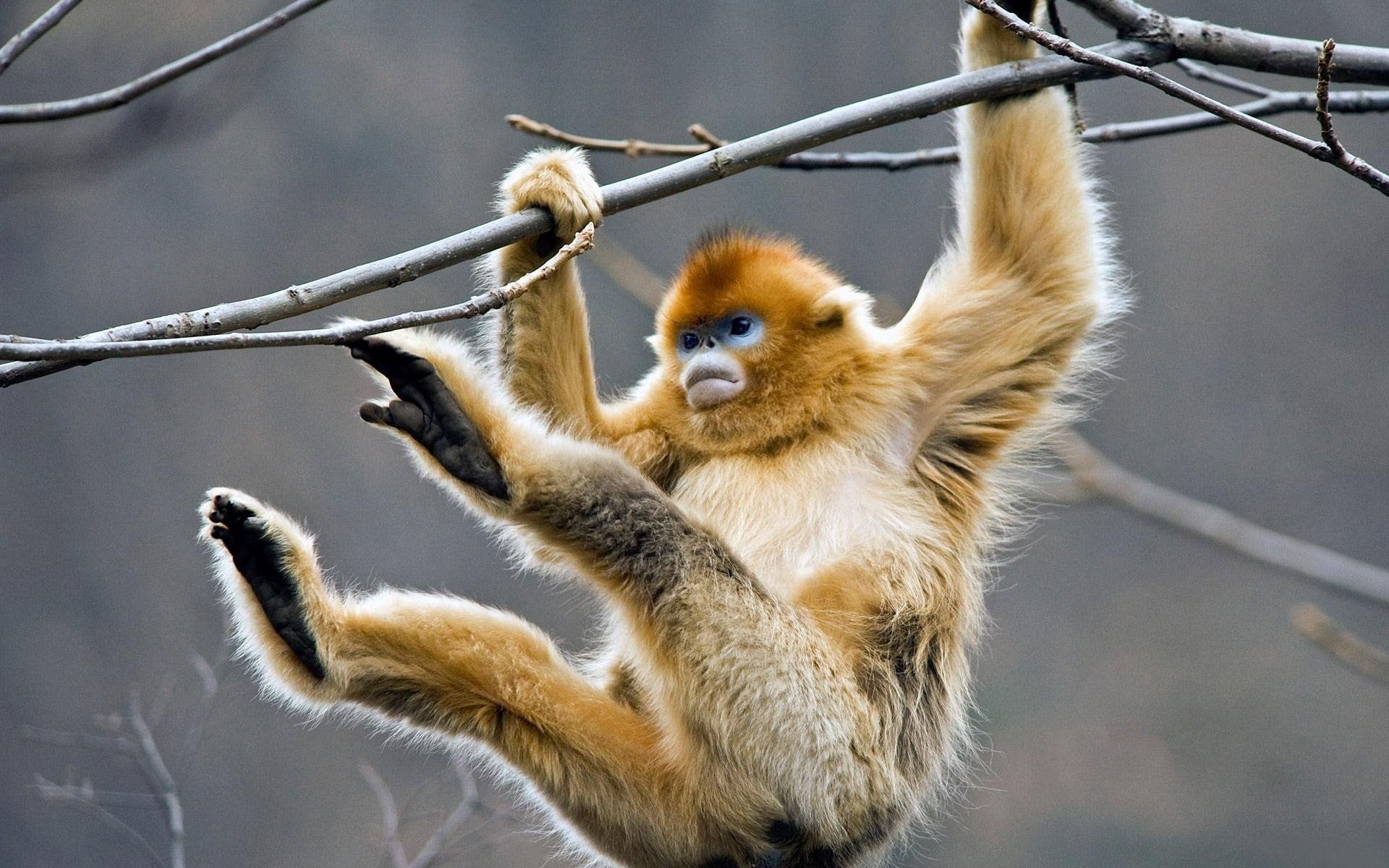 Monkeys Golden Snub Nosed Monkey #Monkey P #wallpaper #hdwallpaper #desktop. Monkey Wallpaper, HD Wallpaper, Monkey