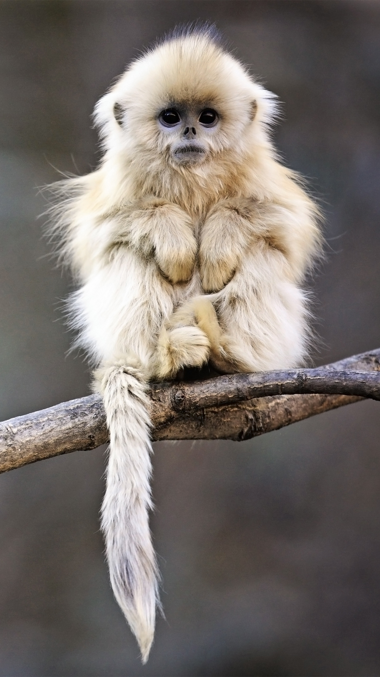 Free download Monkey Tree Wallpaper for iPhone 11 Pro Max X 8 7 6 Free [1242x2208] for your Desktop, Mobile & Tablet. Explore White Monkey Wallpaper. Baby Monkey Wallpaper, Monkey Wallpaper, Monkey Wallpaper