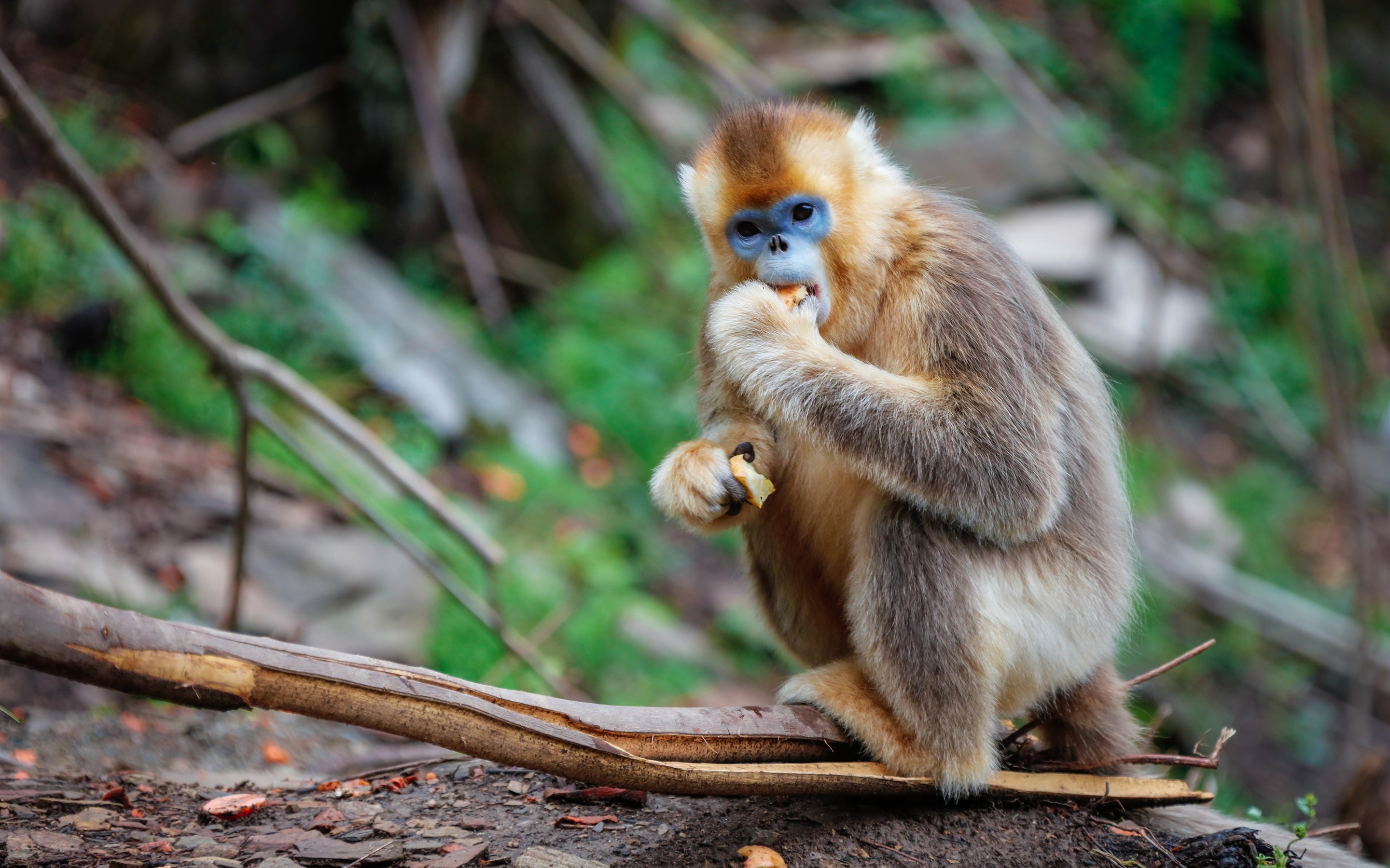 Wallpaper Golden monkey eat food 2880x1800 HD Picture, Image
