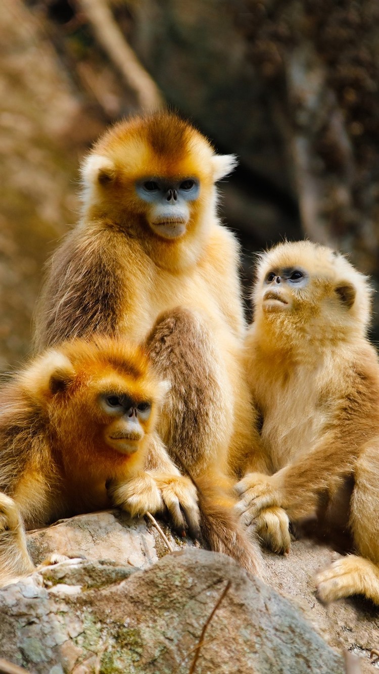 Golden Monkey Family, Forest 750x1334 IPhone 8 7 6 6S Wallpaper, Background, Picture, Image