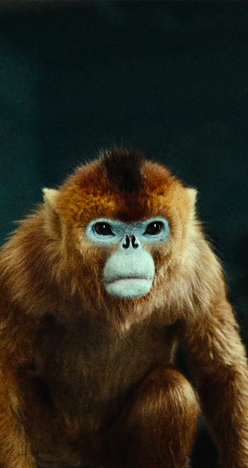His Dark Materials Monkey Wallpaper HD. Desenho, Fronteiras, Temporadas