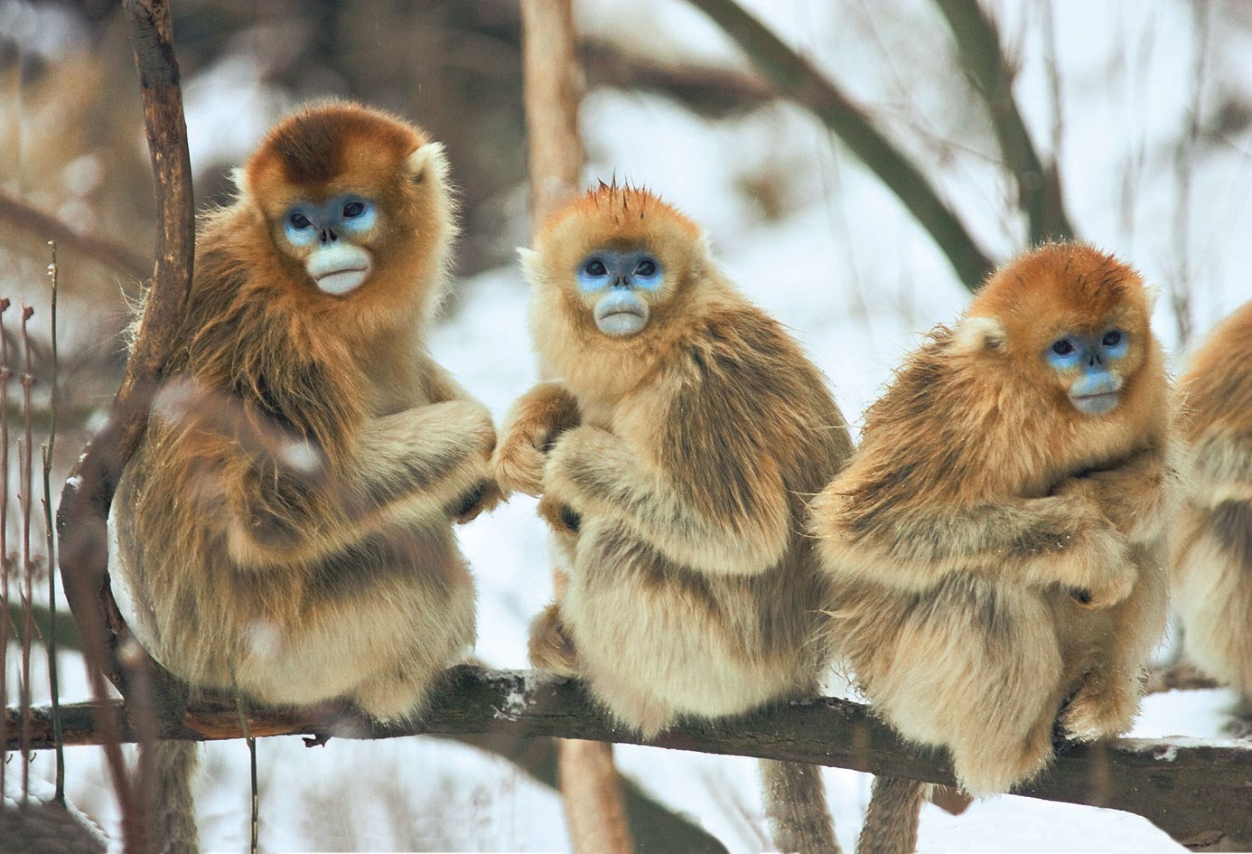 golden snub nosed monkey HD wallpaper, background