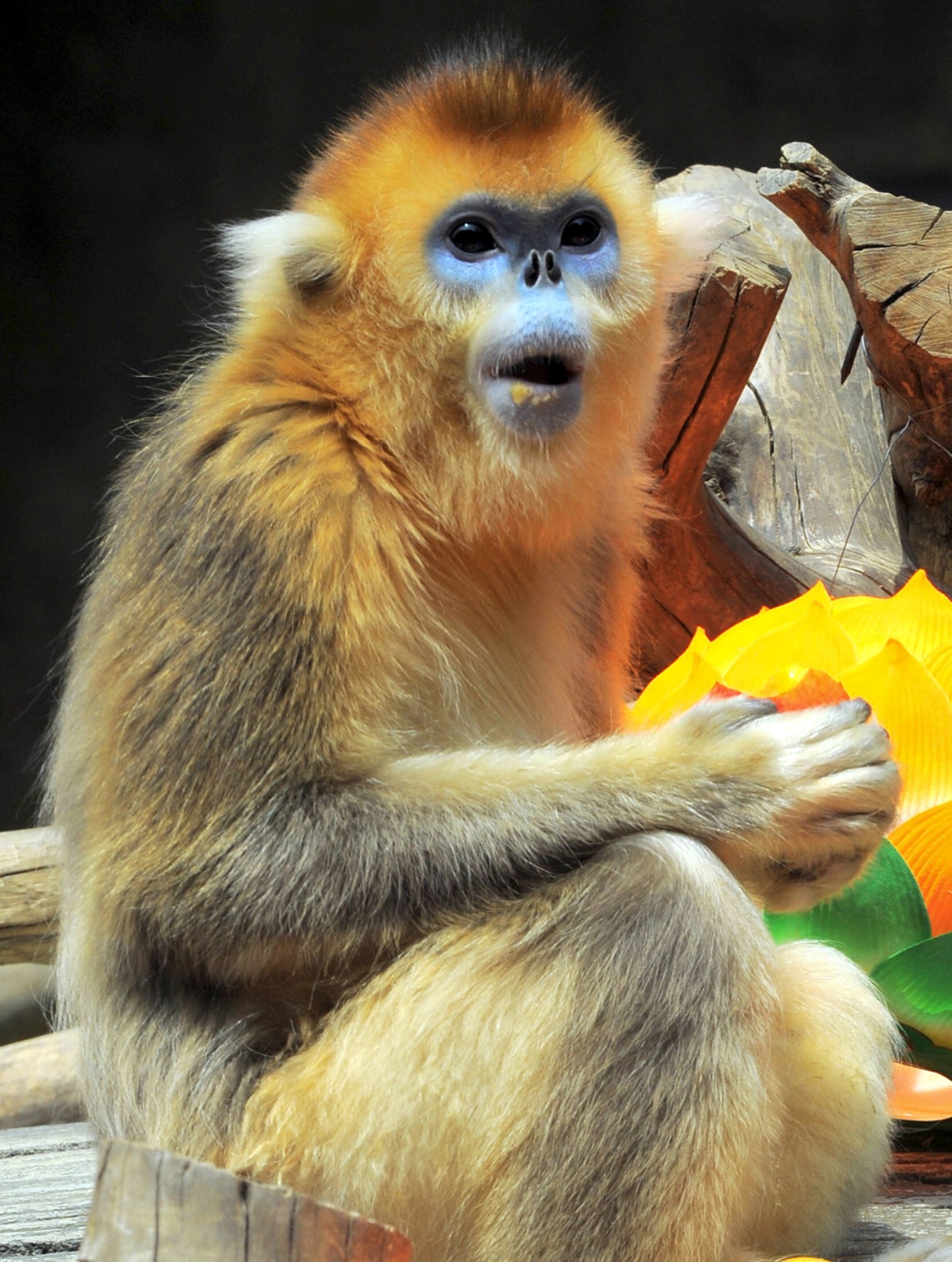 China changes its mind on rare golden monkeys