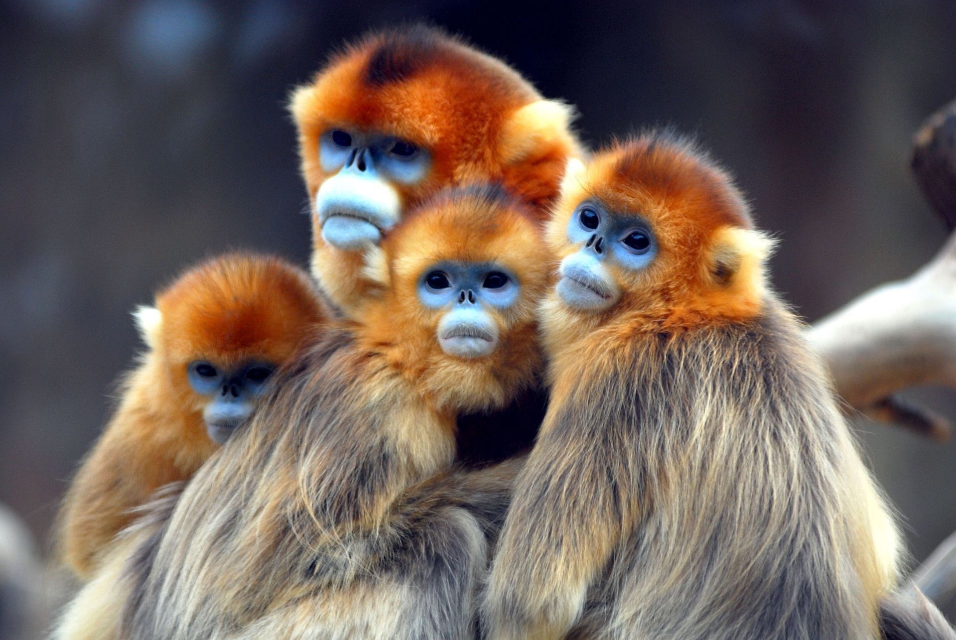 golden snub nosed monkey free Gallery HD Wallpaper