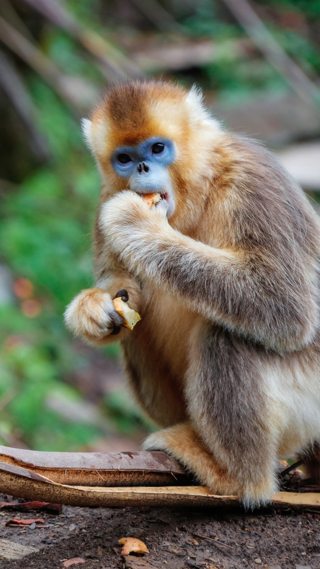 Golden Monkey Eat Food 1080x1920 IPhone 8 7 6 6S Plus Wallpaper, Background, Picture, Image