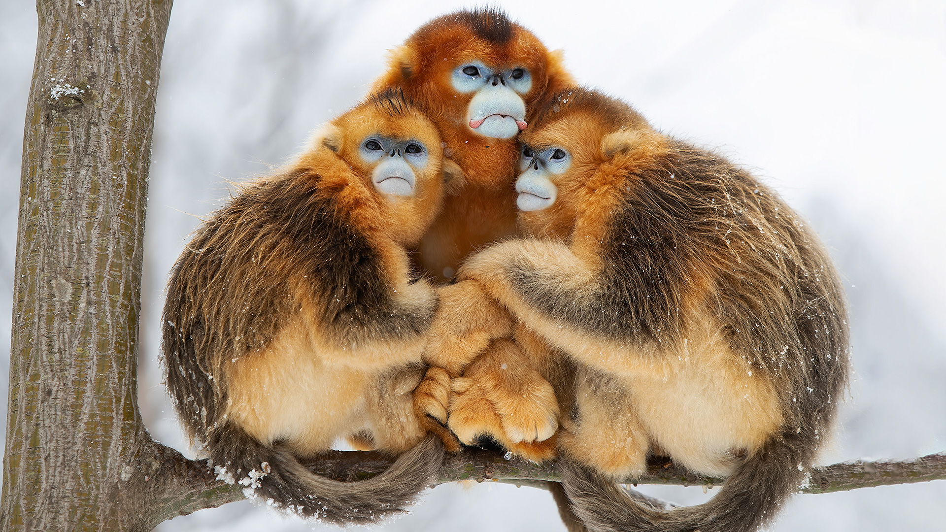 Golden monkeys shivering in snow & foxes nuzzling up to each other among stunning pics shortlisted for photography prize. The US Sun