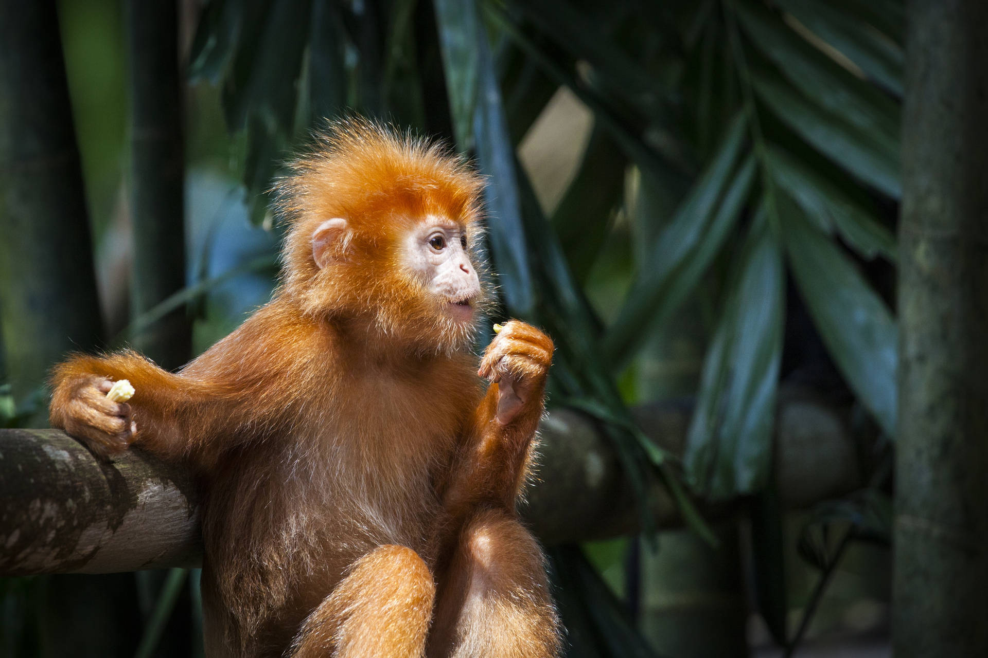 Download East Javan Langur Monkey Wallpaper