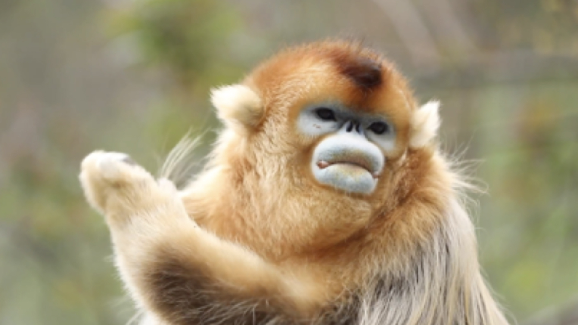 golden snub nosed monkey HD wallpaper, background