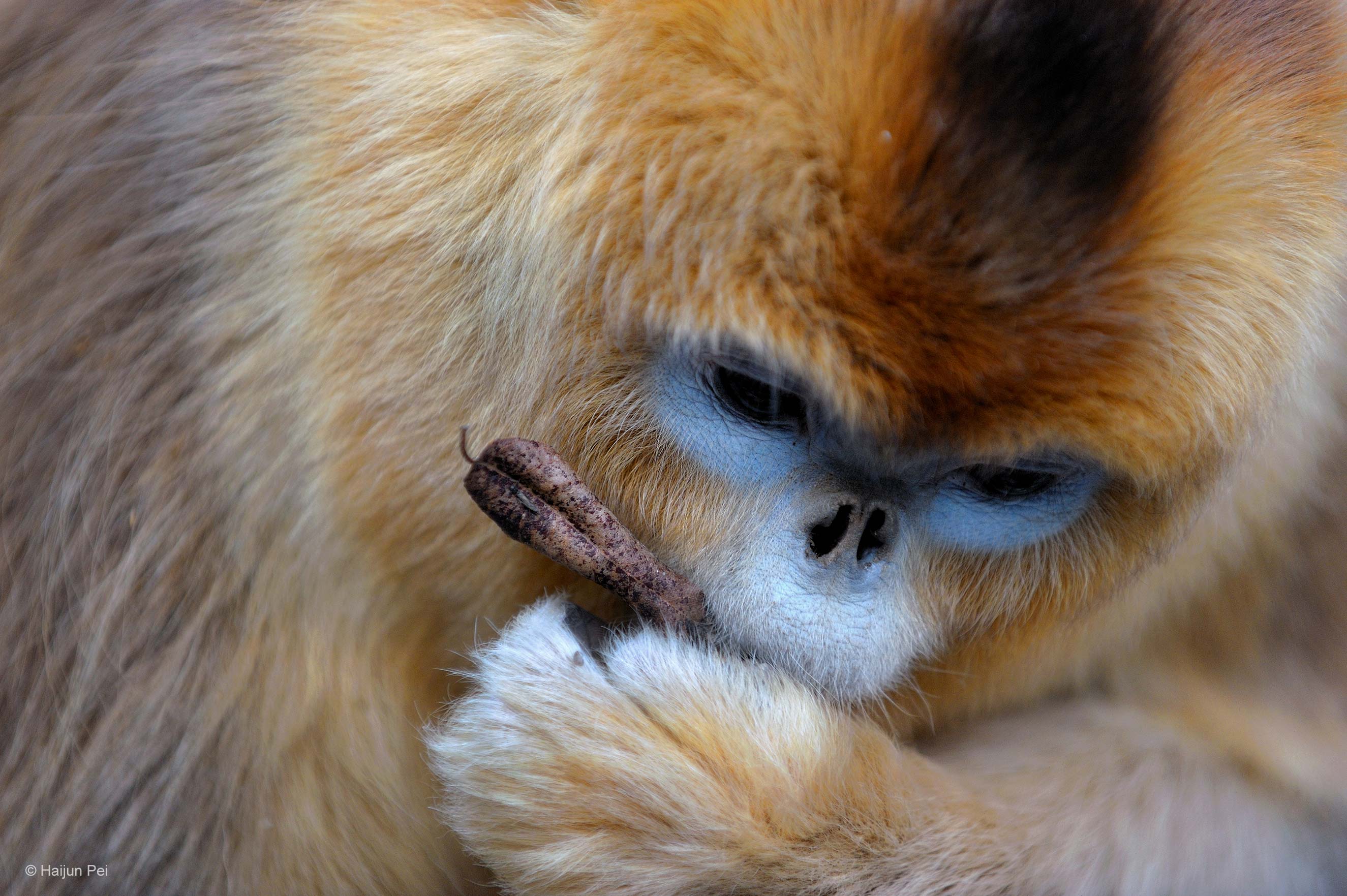 Golden monkey. Wildlife Photographer of the Year. Natural History Museum