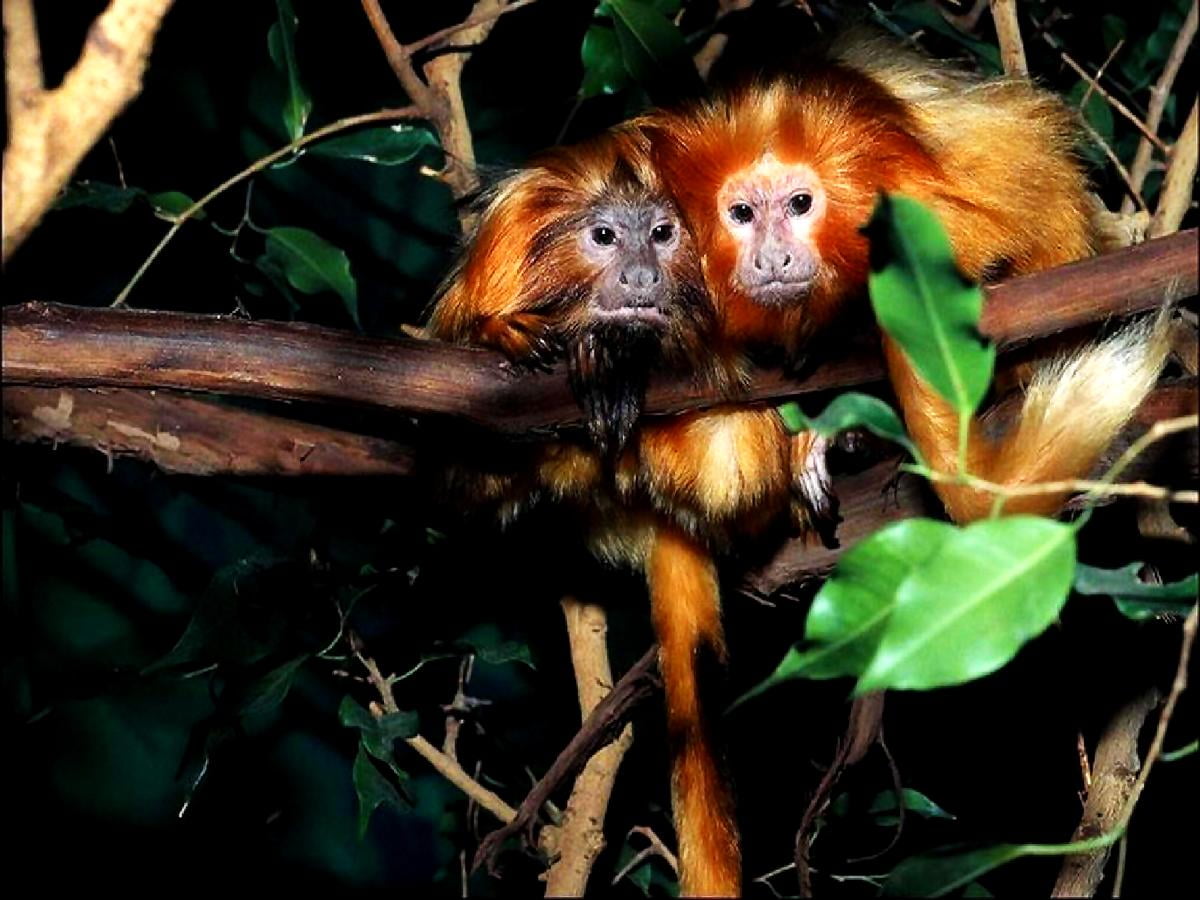 Monkey, Animals, Primate wallpaper. Download Free background