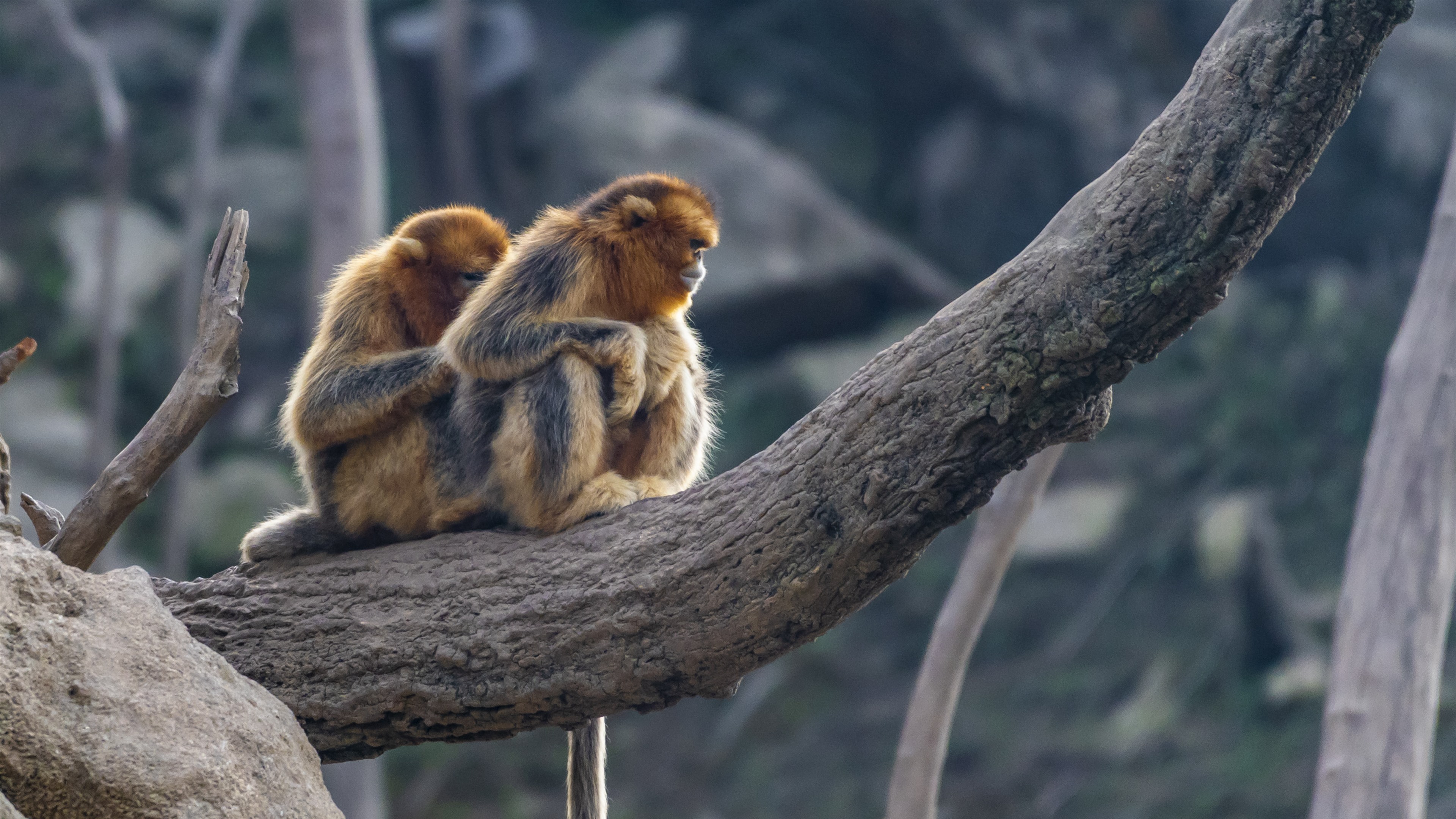 Wallpaper Two golden monkey, tree 3840x2160 UHD 4K Picture, Image