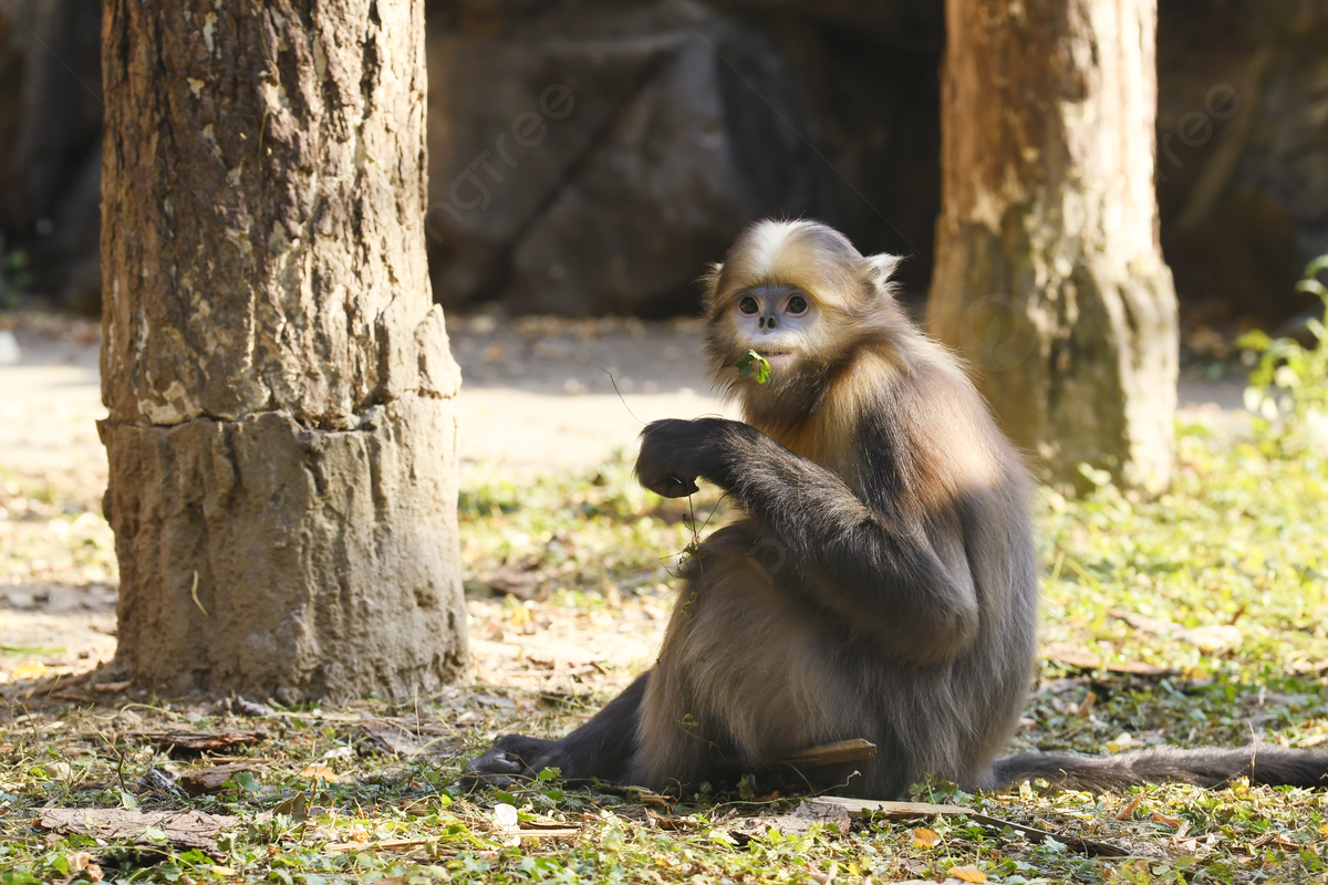 A Golden Monkey Resting Background, Animal, Mammal, Primates Background Image And Wallpaper for Free Download