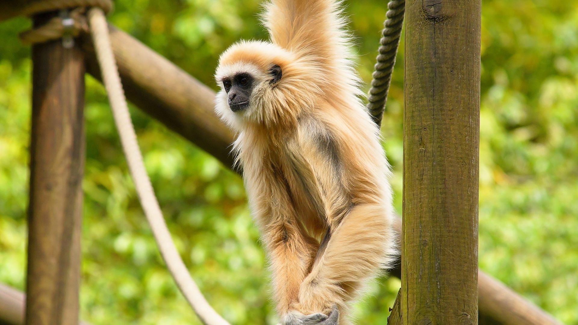 Desktop Wallpaper Monkey, Furry Animal, Swing, HD Image, Picture, Background, Zrgw7i