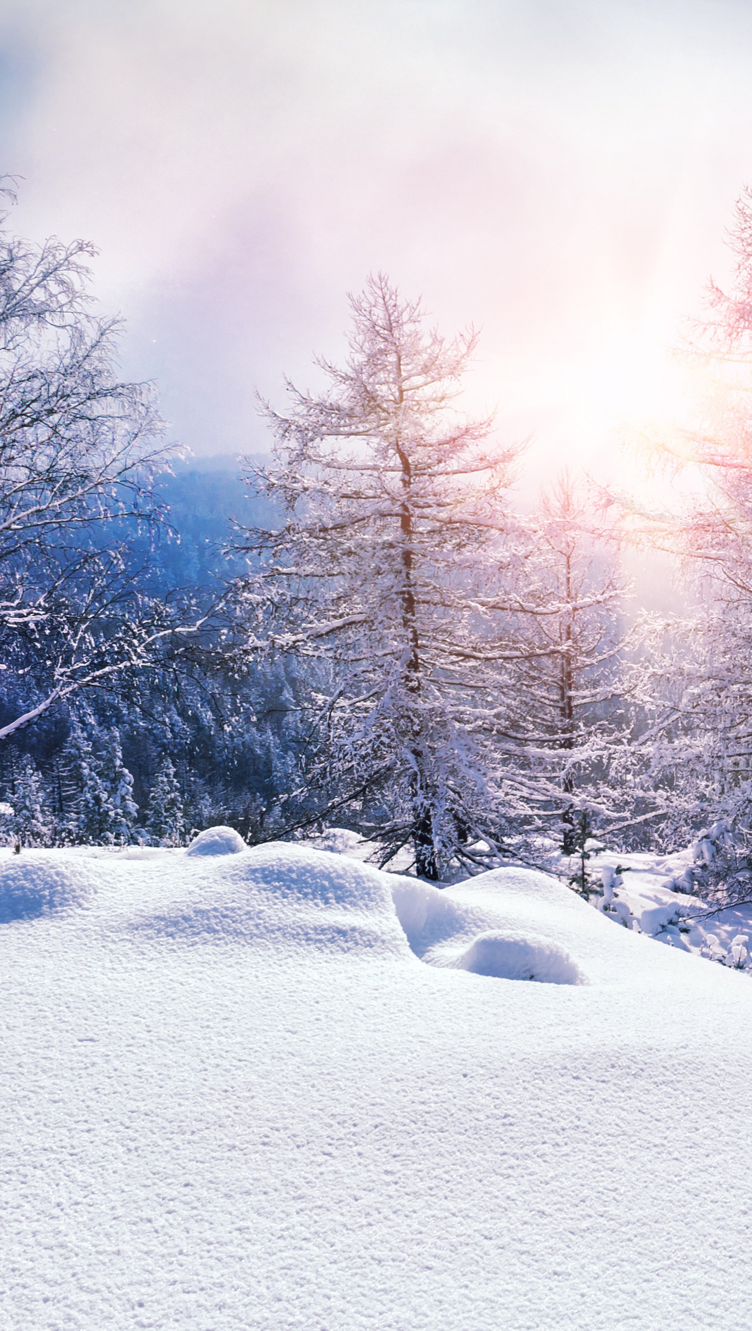 Pine trees in winter at sunset Wallpaper 8k Ultra HD