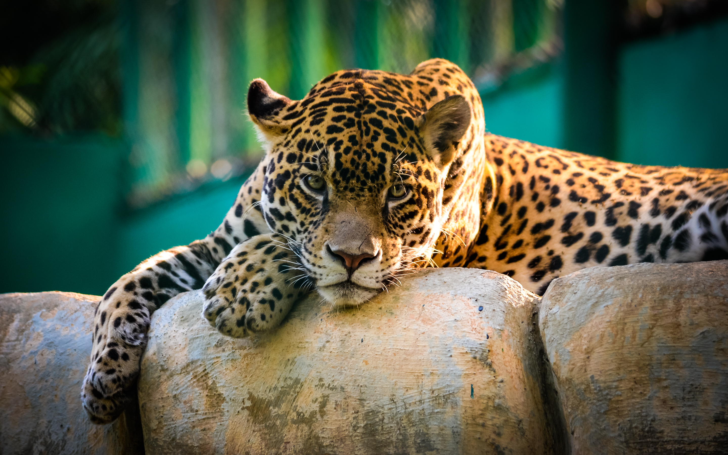 Wallpaper 4k Jaguar Mexico Wallpaper