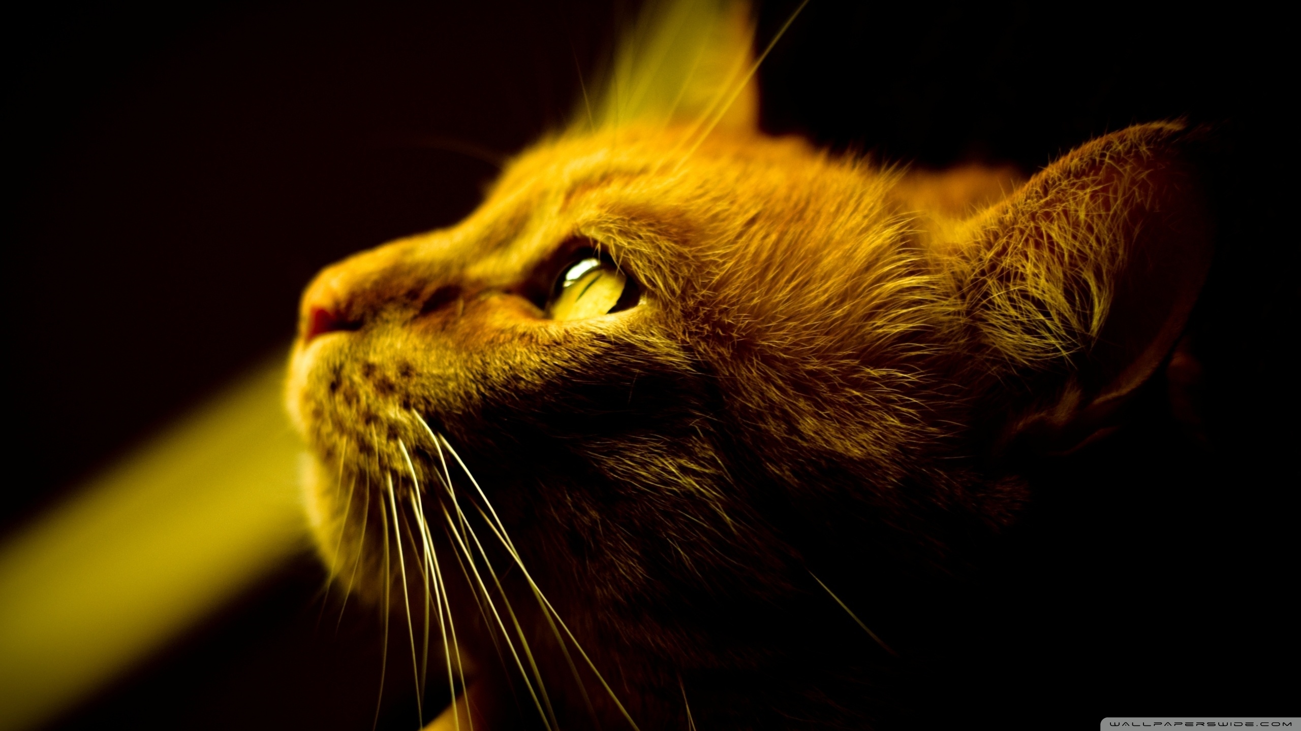 Animal Cat HD Wallpaper