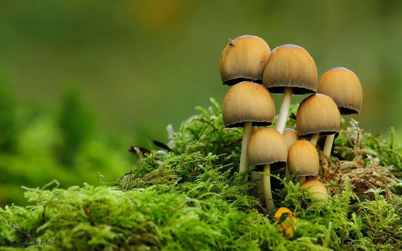 Mushroom Wallpaper