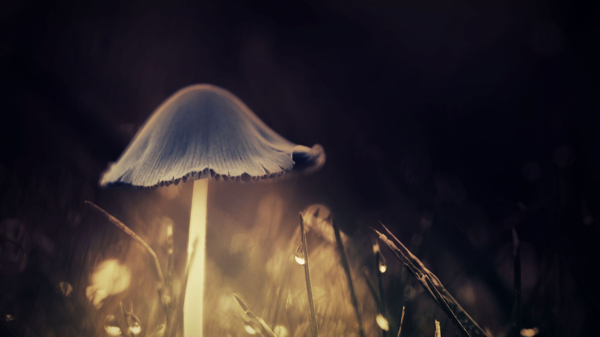 Desktop Wallpaper Glowing Mushroom, HD Image, Picture, Background, Pzgkzu