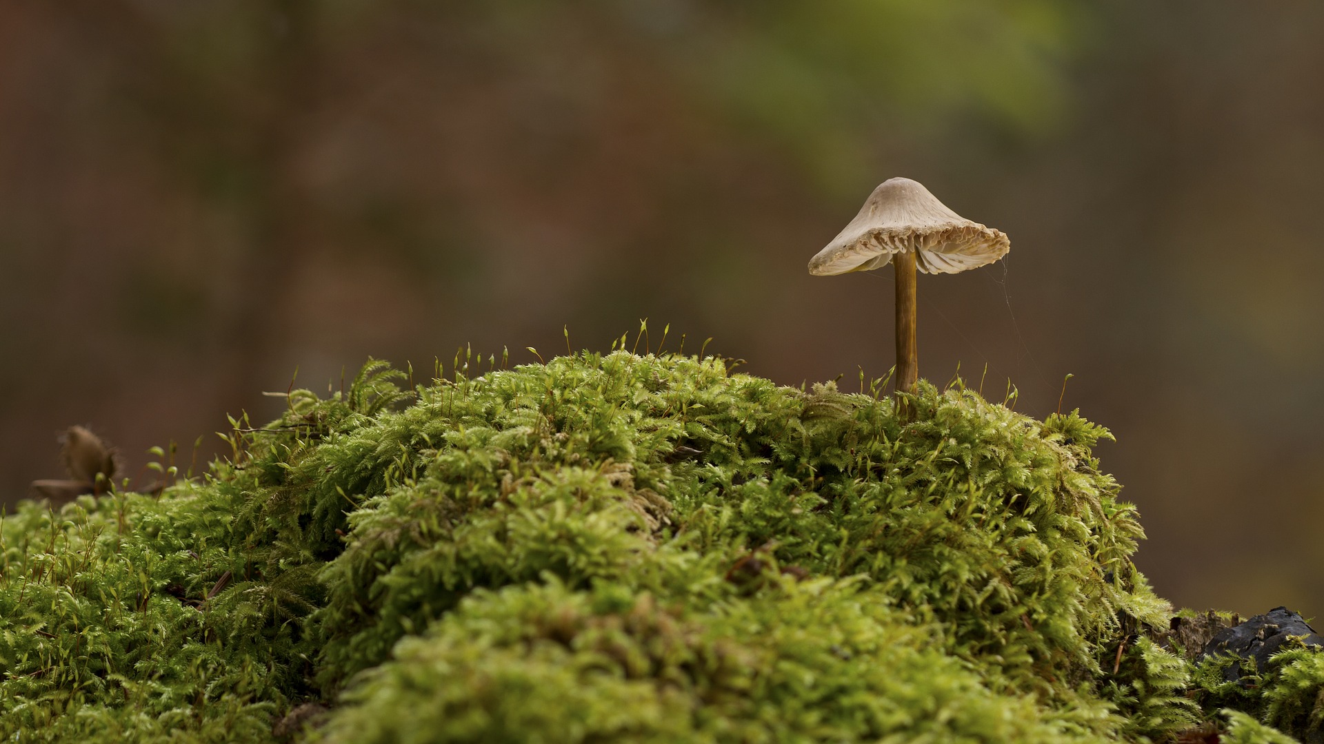 Desktop Wallpaper Mushroom, Moss, Forest, Nature, HD Image, Picture, Background, 43v Y6