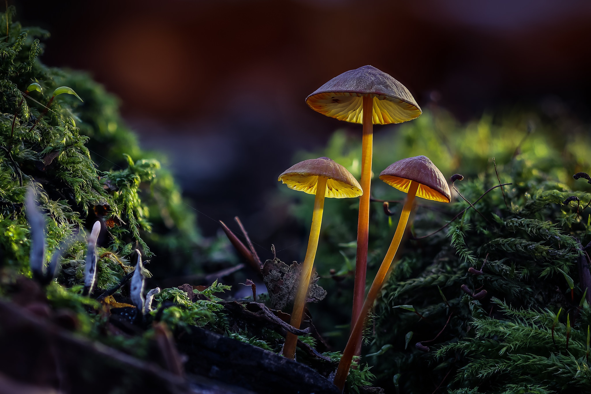 HD desktop wallpaper: Nature, Macro, Earth, Mushroom download free picture