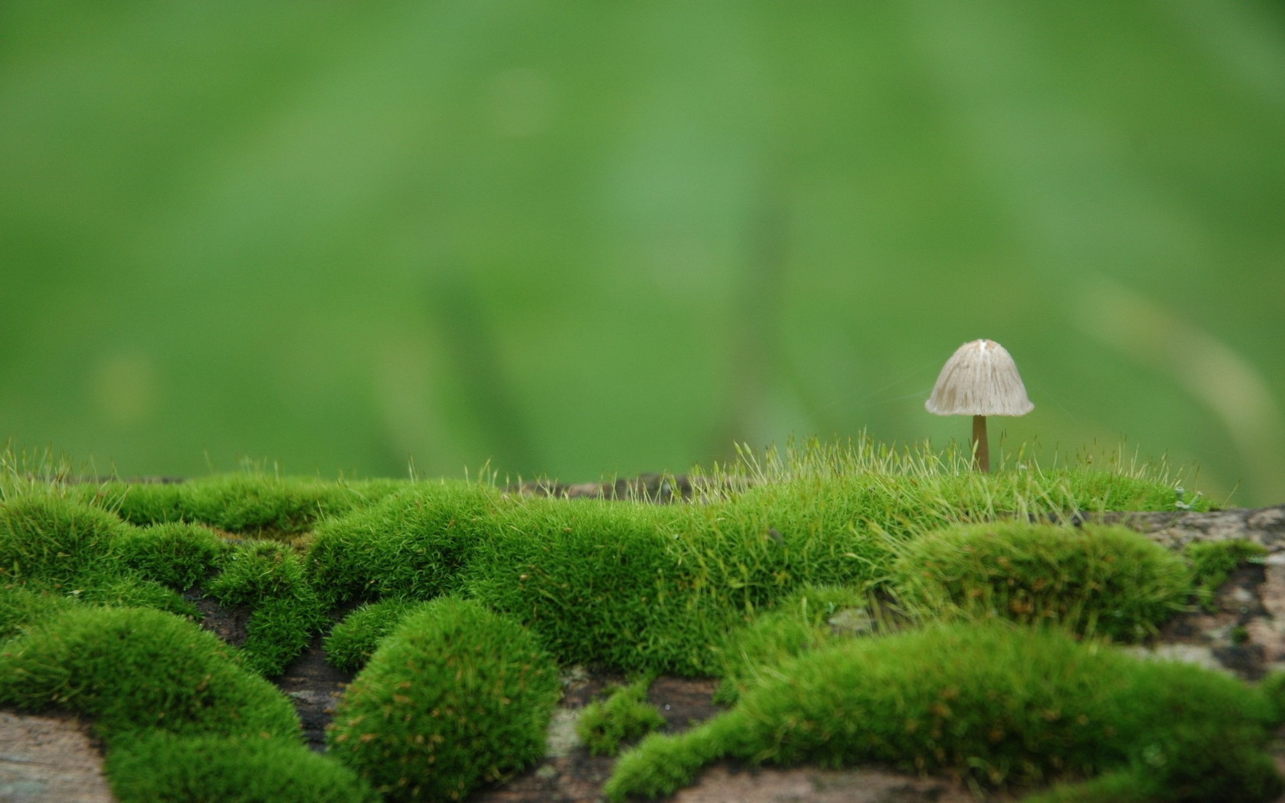 Free download Macro Mushroom HD desktop wallpaper High Definition Fullscreen [2560x1600] for your Desktop, Mobile & Tablet. Explore Mushrooms Wallpaper. Mario Mushrooms Wallpaper, Magic Mushrooms Wallpaper, Mushrooms Wallpaper