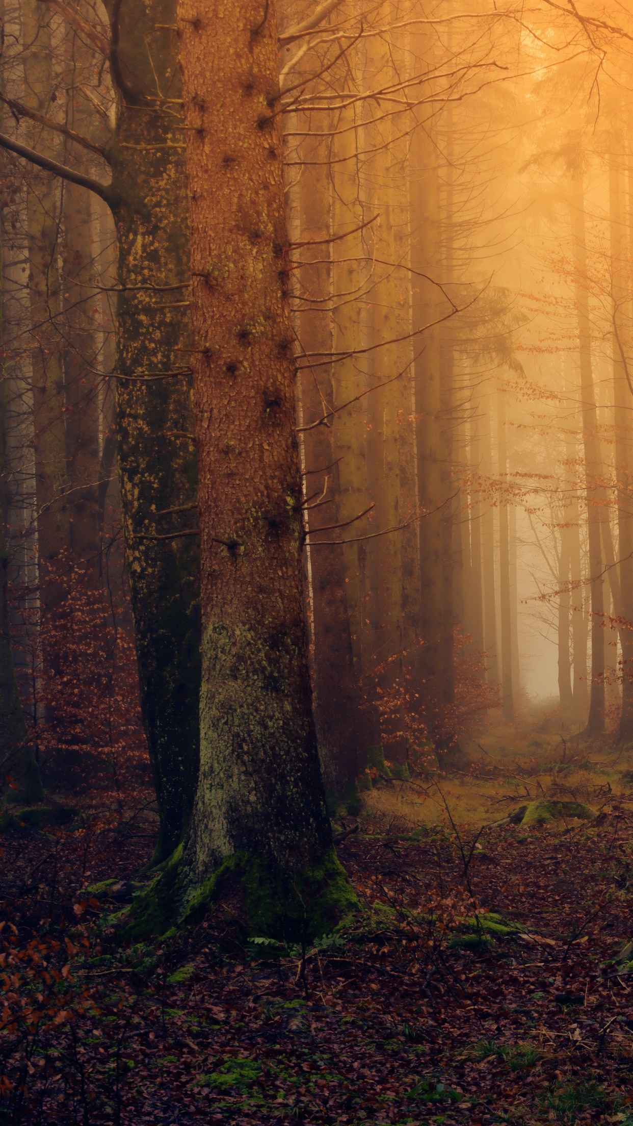 Autumn Wallpaper 4K, Fall Foliage, Forest, Mist, Foggy